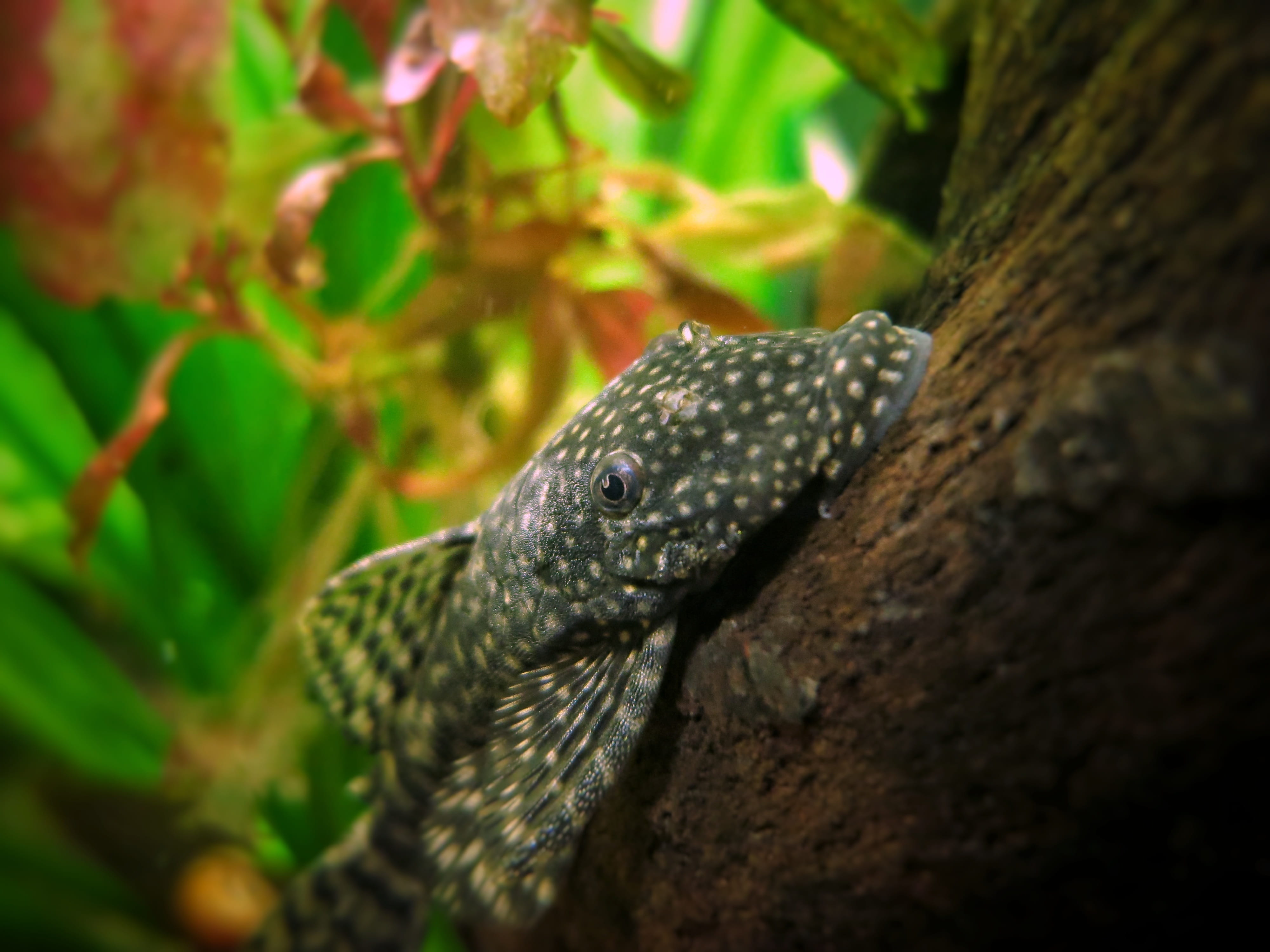 marine, female, antler, Pet, close-up, green color, reptile, wels, focus on foreground, fish, Aquarium, lizard, no people, tree, day, rock, selective focus, HD Wallpaper