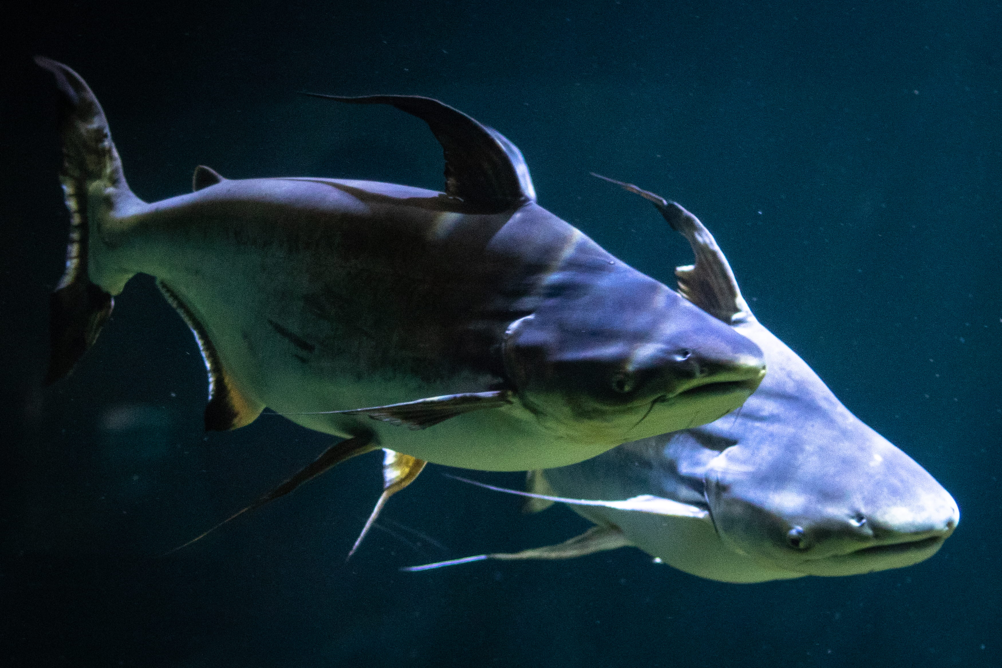 animal themes, marine, chattanooga, vertebrate, usa, marine life, saltwater fish, group of animals, catfish, swimming, tn, aggression, sea, sea life, no people, HD Wallpaper