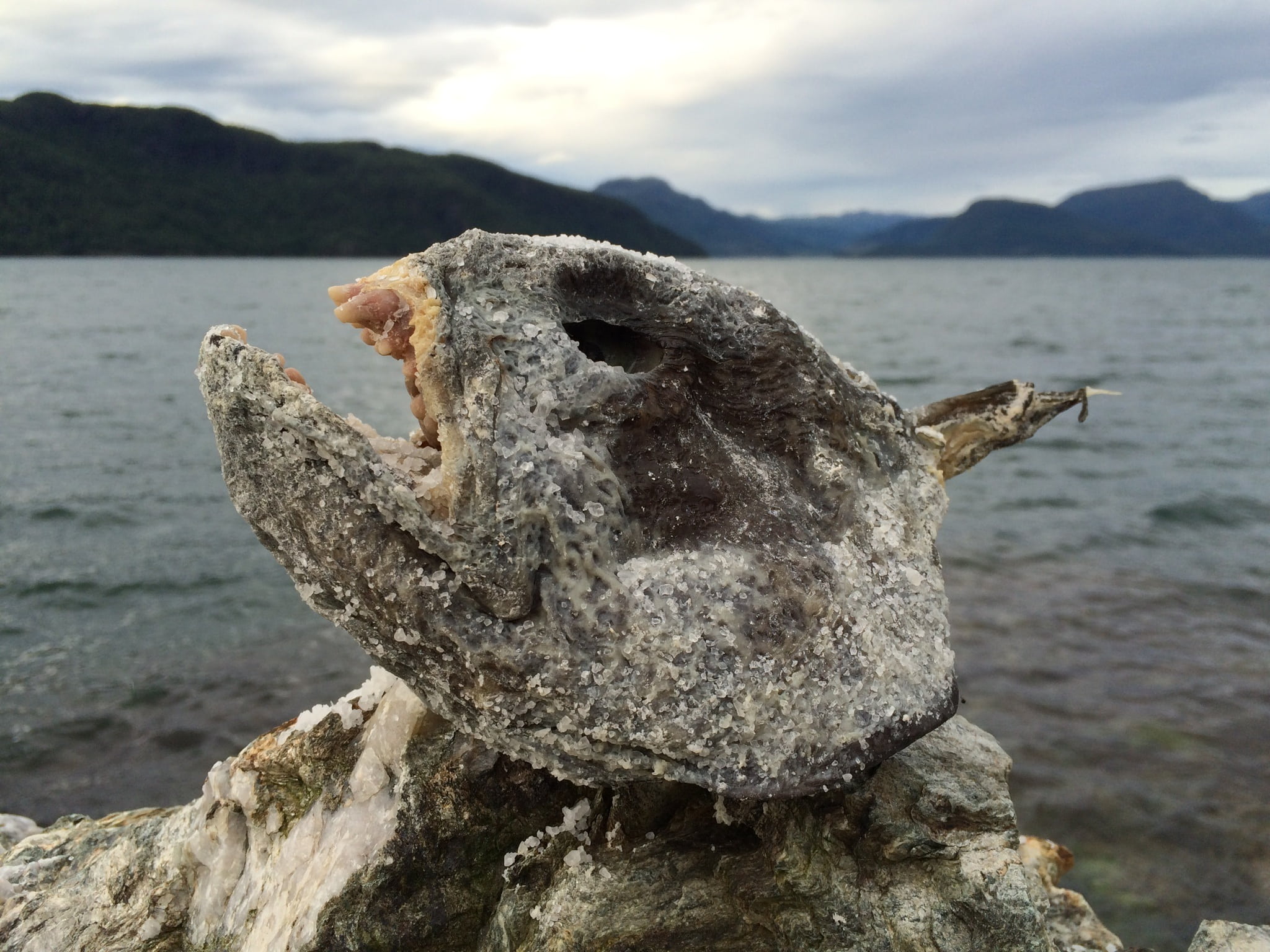 no people, mouth open, sky, close-up, scary, nature, animal head, one animal, outdoors, mammal, head, focus on foreground, beach, fish, animal wildlife, HD Wallpaper