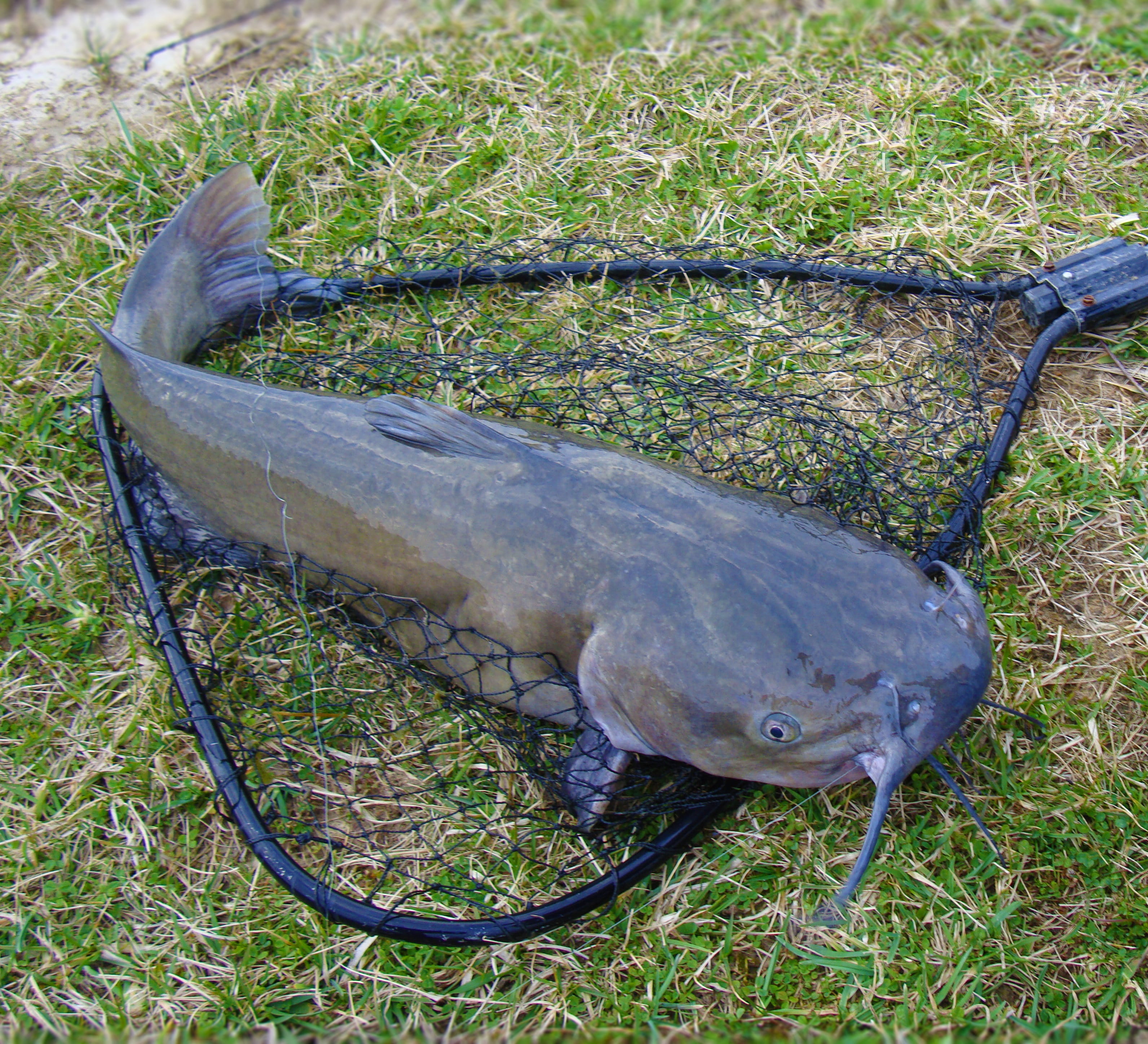 outdoors, high angle view, Fishing, Channel Catfish, net, animals in the wild, plant, 2K, water, fishing, Net, grass, vertebrate, animal wildlife, food, HD Wallpaper
