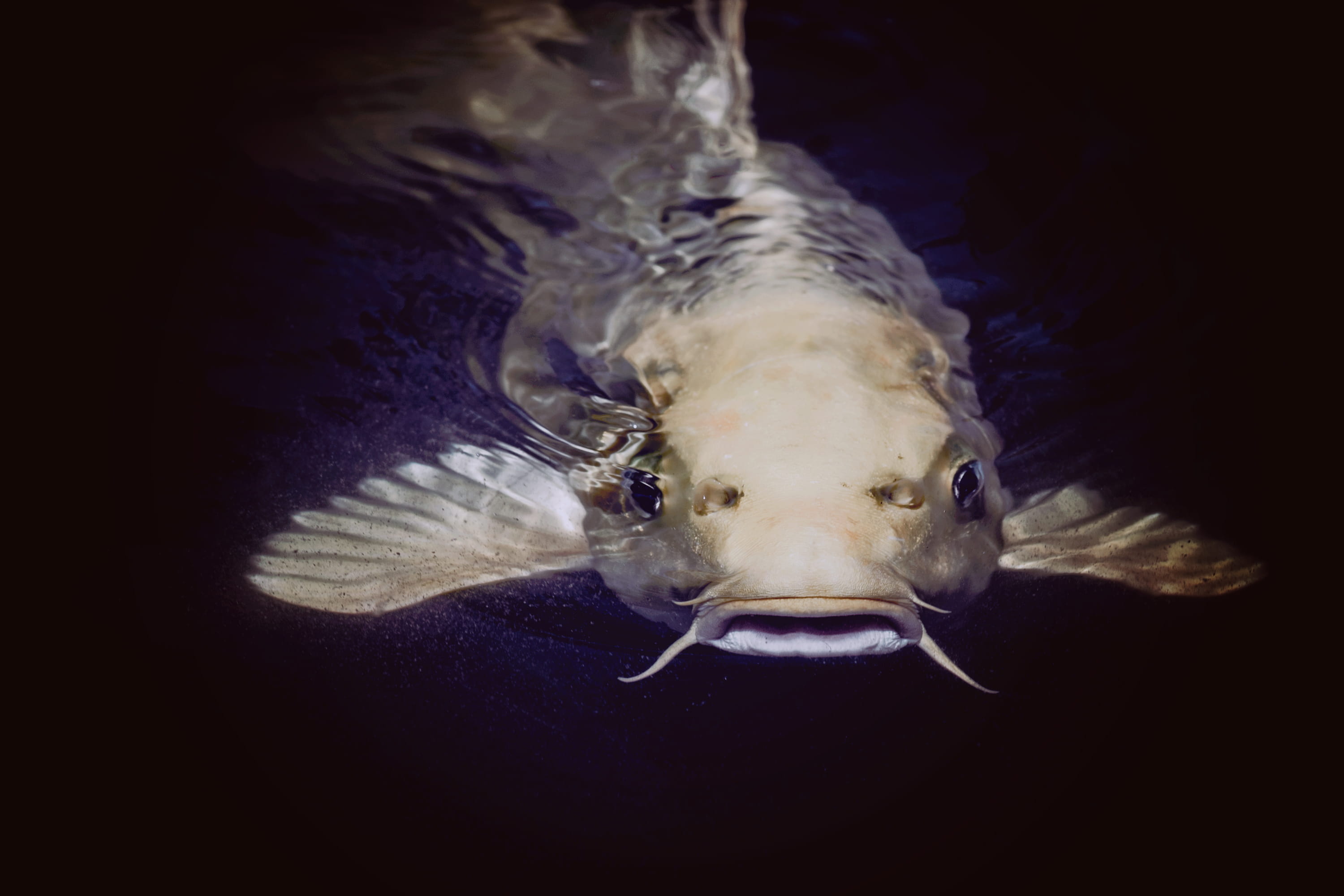 black background, nature, animal themes, body, animal wildlife, undersea, underwater, swimming, animal mouth, marine, pond, animal head, saltwater fish, HD Wallpaper