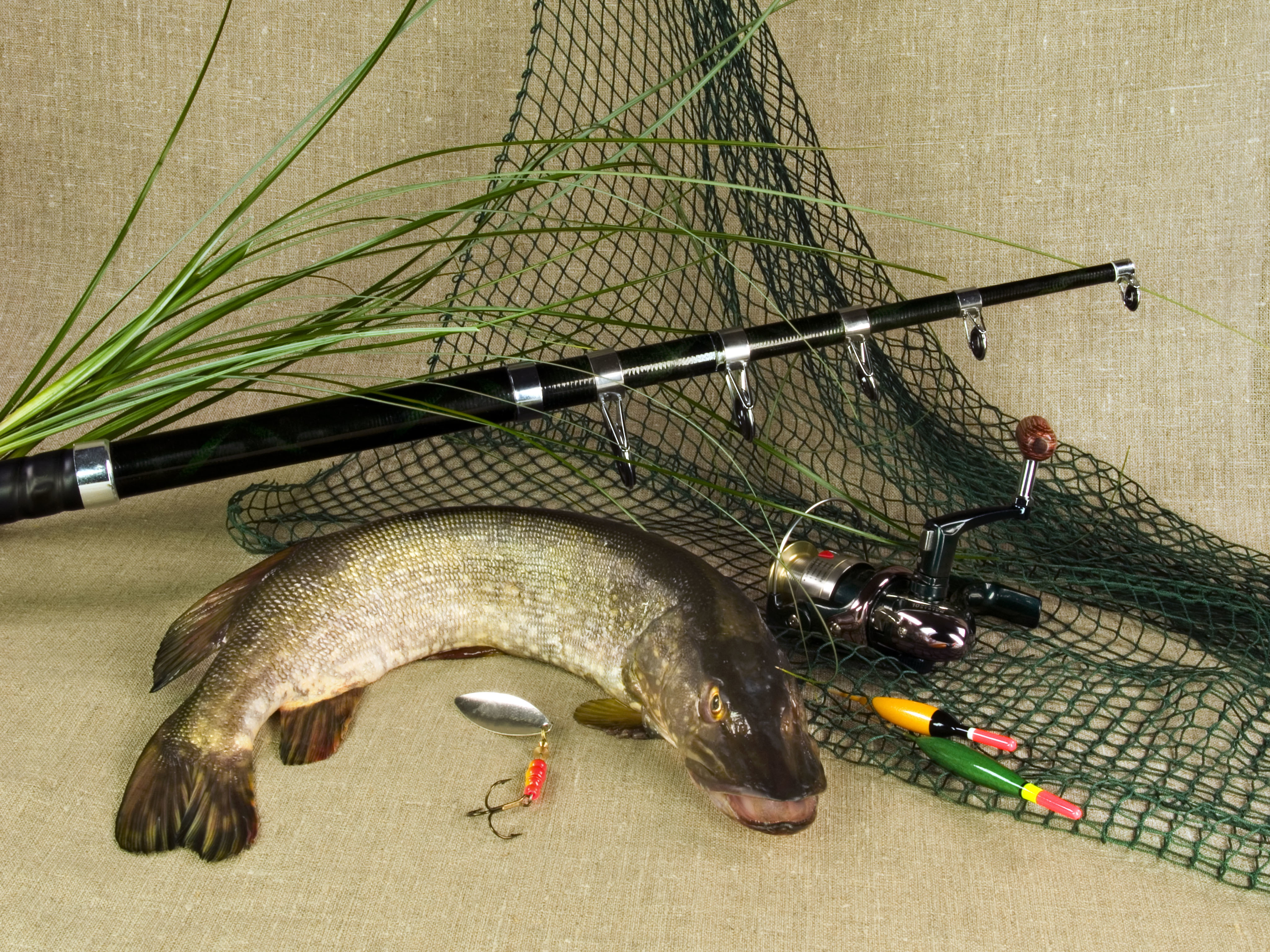 vertebrate, close-up, animals in the wild, grass, seafood, no people, marine, pike, fishing rod, food and drink, tackle, wall - building feature, gray, HD Wallpaper