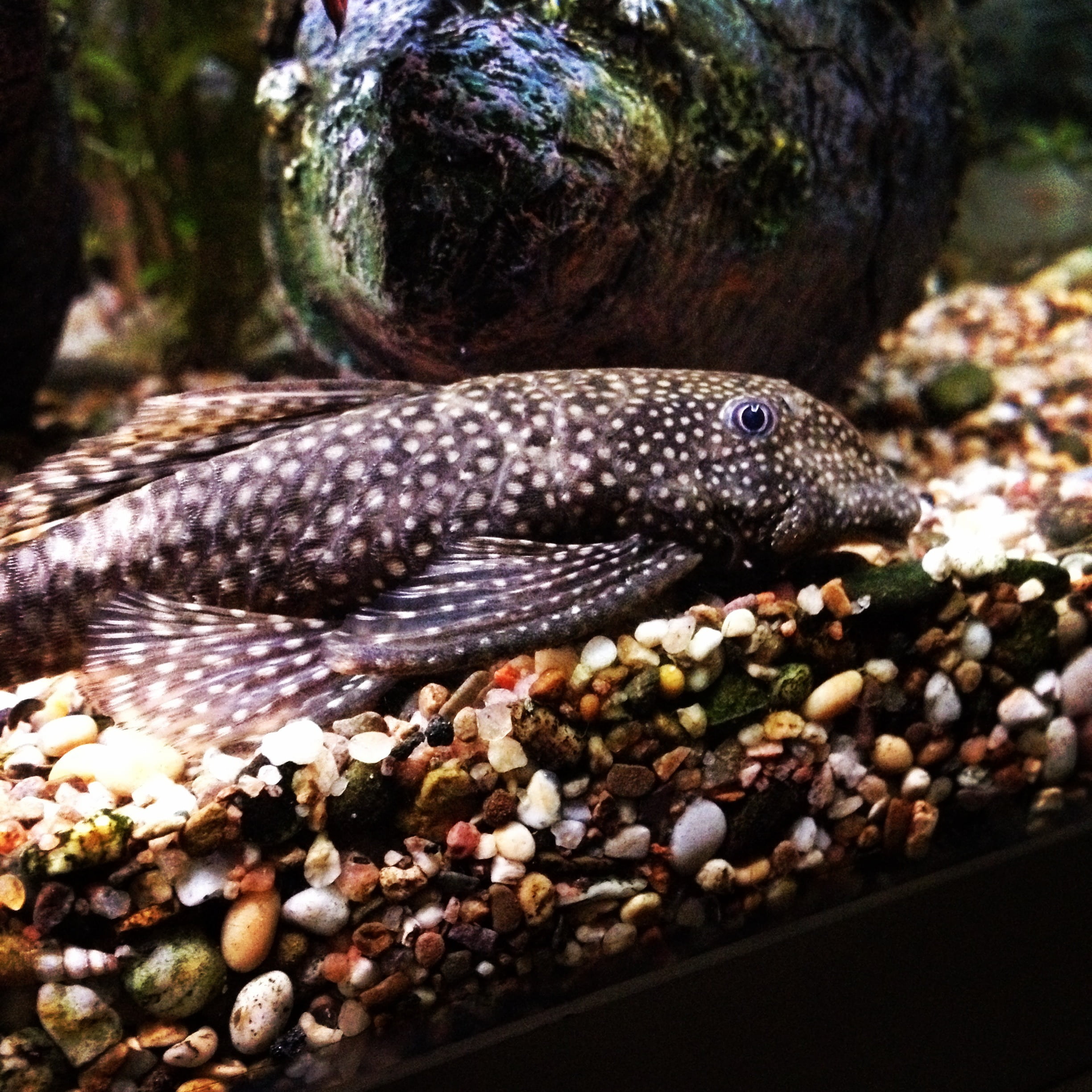 rock, outdoors, fish, solid, animals in the wild, nature, animals in captivity, rock - object, pebble, pet, vertebrate, animal head, sea, beard catfish, Phone HD Wallpaper