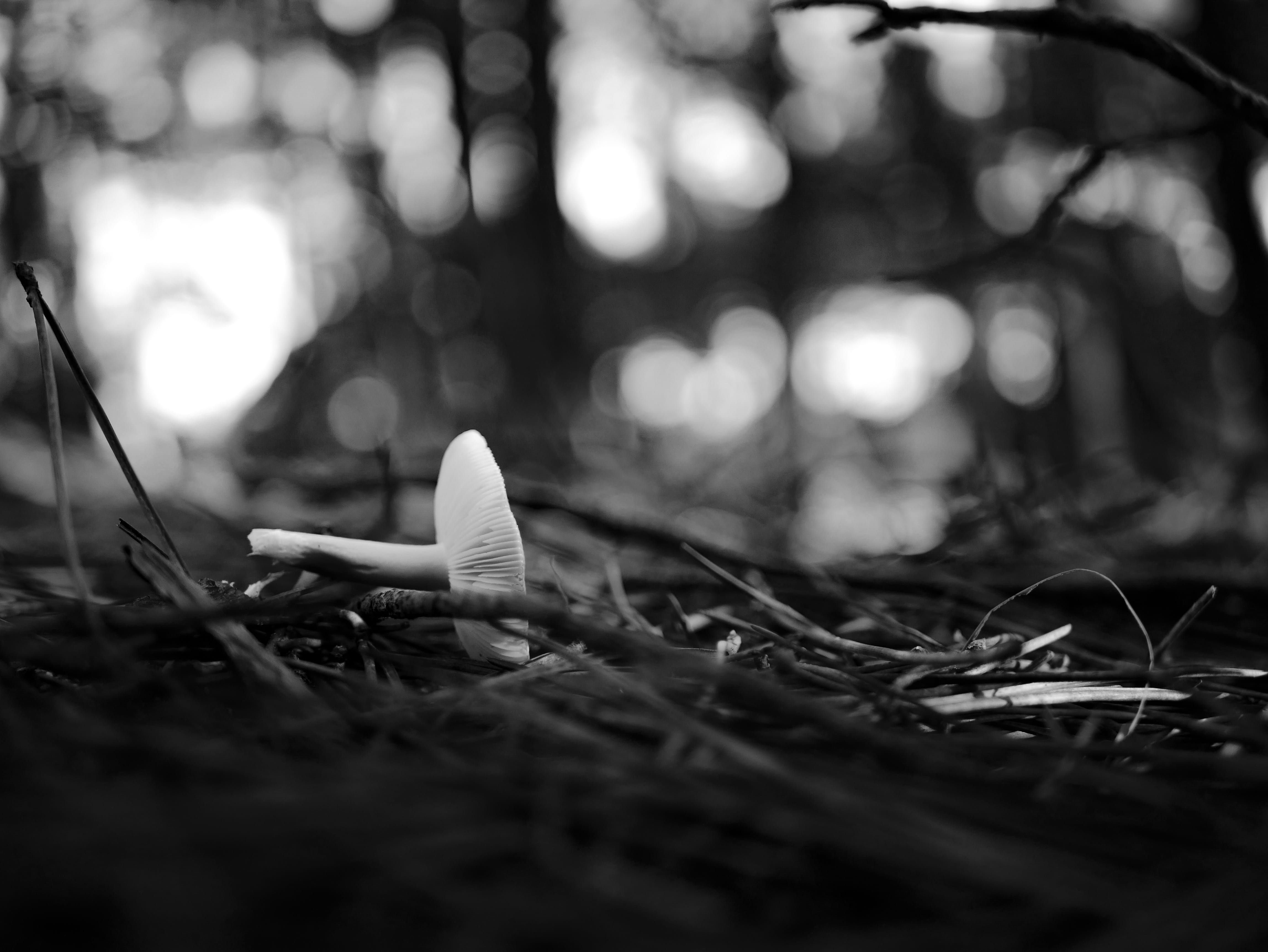 field, 4K, lens flare, plant, selective focus, autumn, mushroom, tree, outdoors, nature, white, day, plant part, le grand crohot, black, lège-cap-ferret, HD Wallpaper