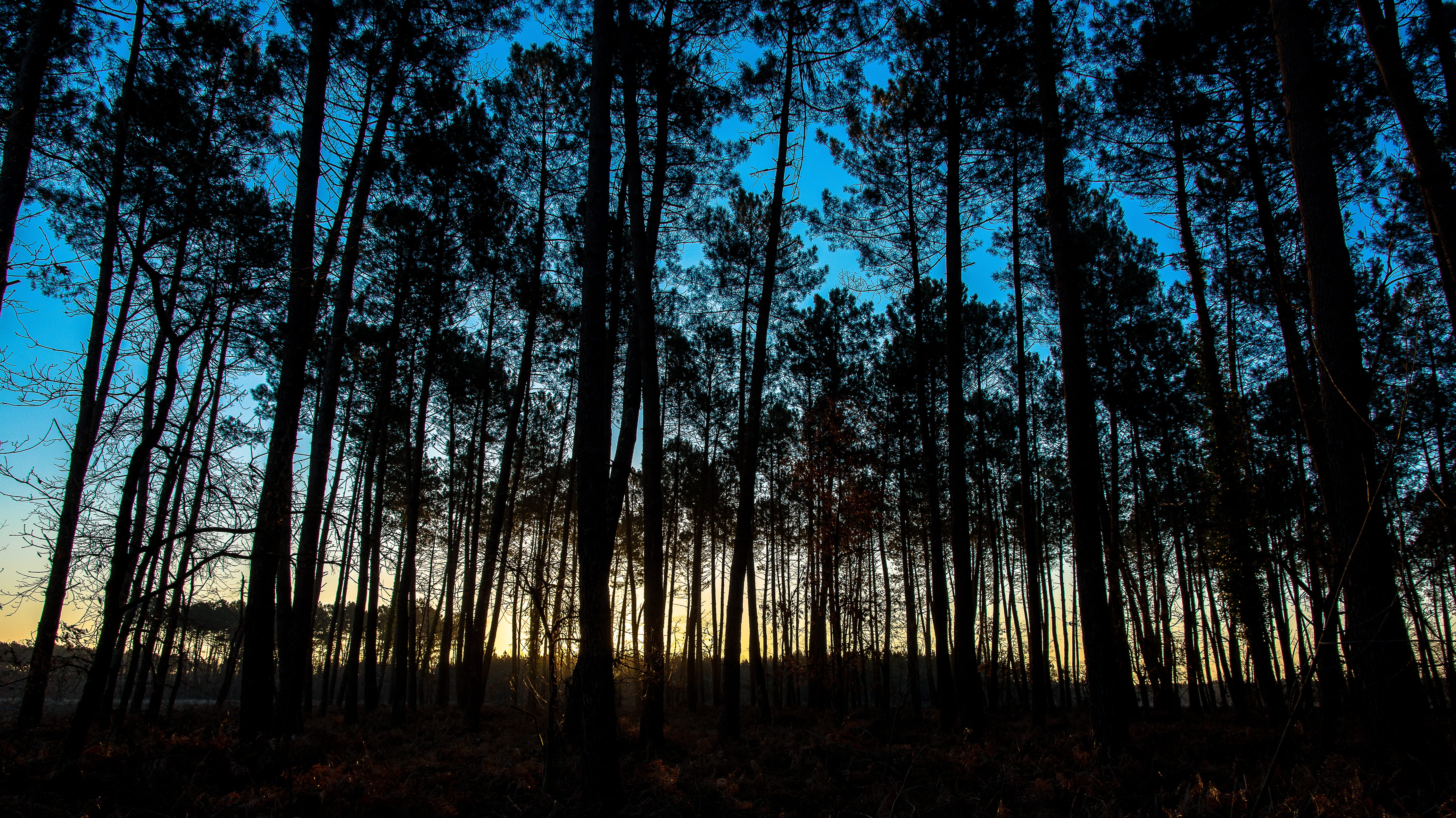 nature, silhouette, Basin, land, scenics - nature, arcachon basin, 5K, plant, scenics, Sunset, outdoors, idyllic, woodland, branch, beauty In Nature, growth, HD Wallpaper