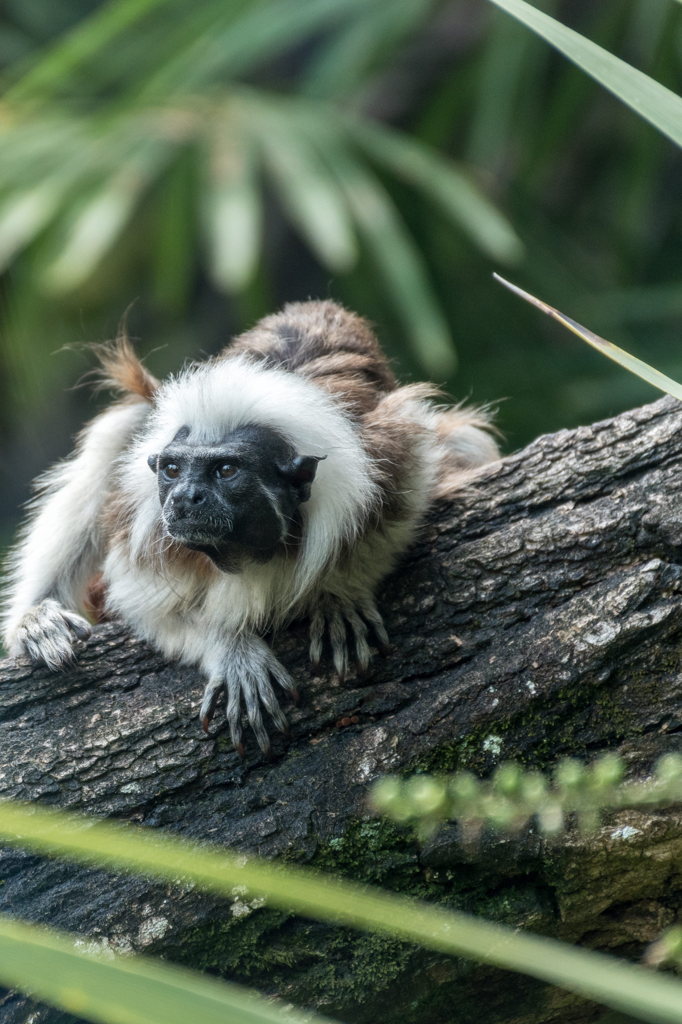 focus on foreground, grey, wood - material, crawling, animal head, animal themes, monkey, adorable, selective focus, tree, plant, mammal, vertebrate, outdoors, Phone HD Wallpaper