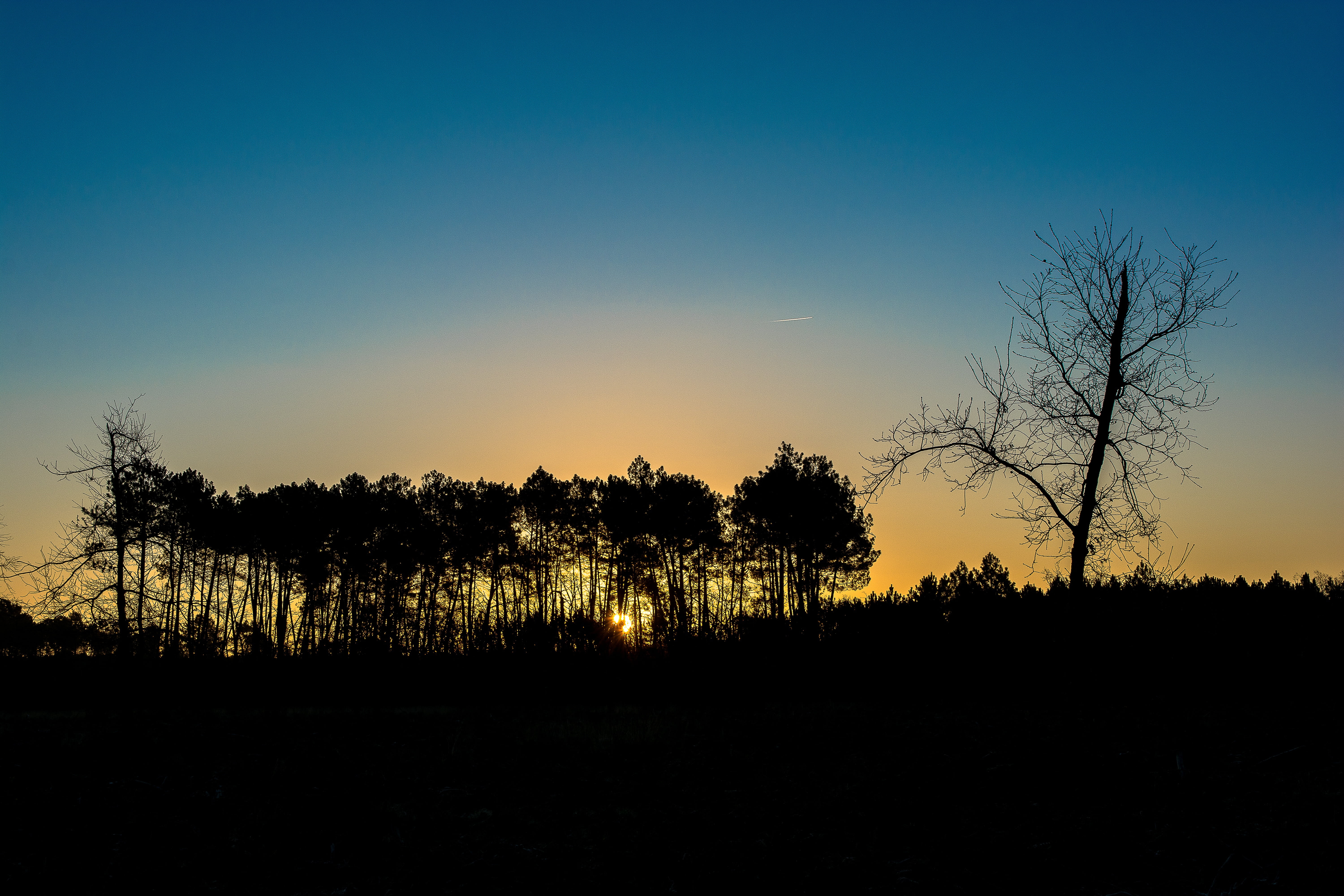 environment, tree, no people, land, tranquil scene, beauty in nature, non-urban scene, nature, clear sky, lanton, landscape, dusk, copy space, field, arcachon basin, HD Wallpaper