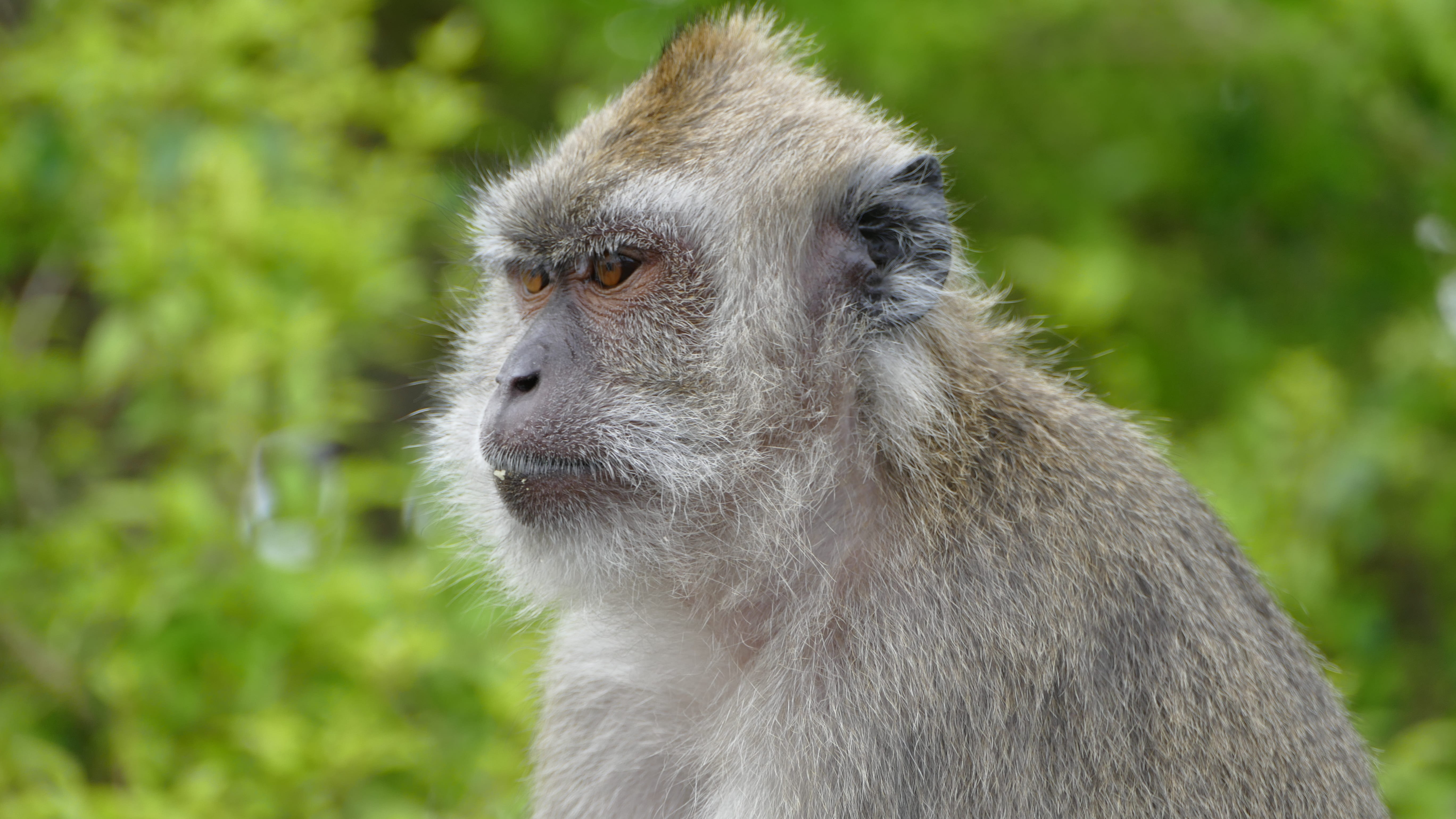 mauritius, plant, focus on foreground, grand bassin, mammal, ape, looking away, nature, close-up, tree, land, animal themes, animal head, 5K, animals in the wild, HD Wallpaper