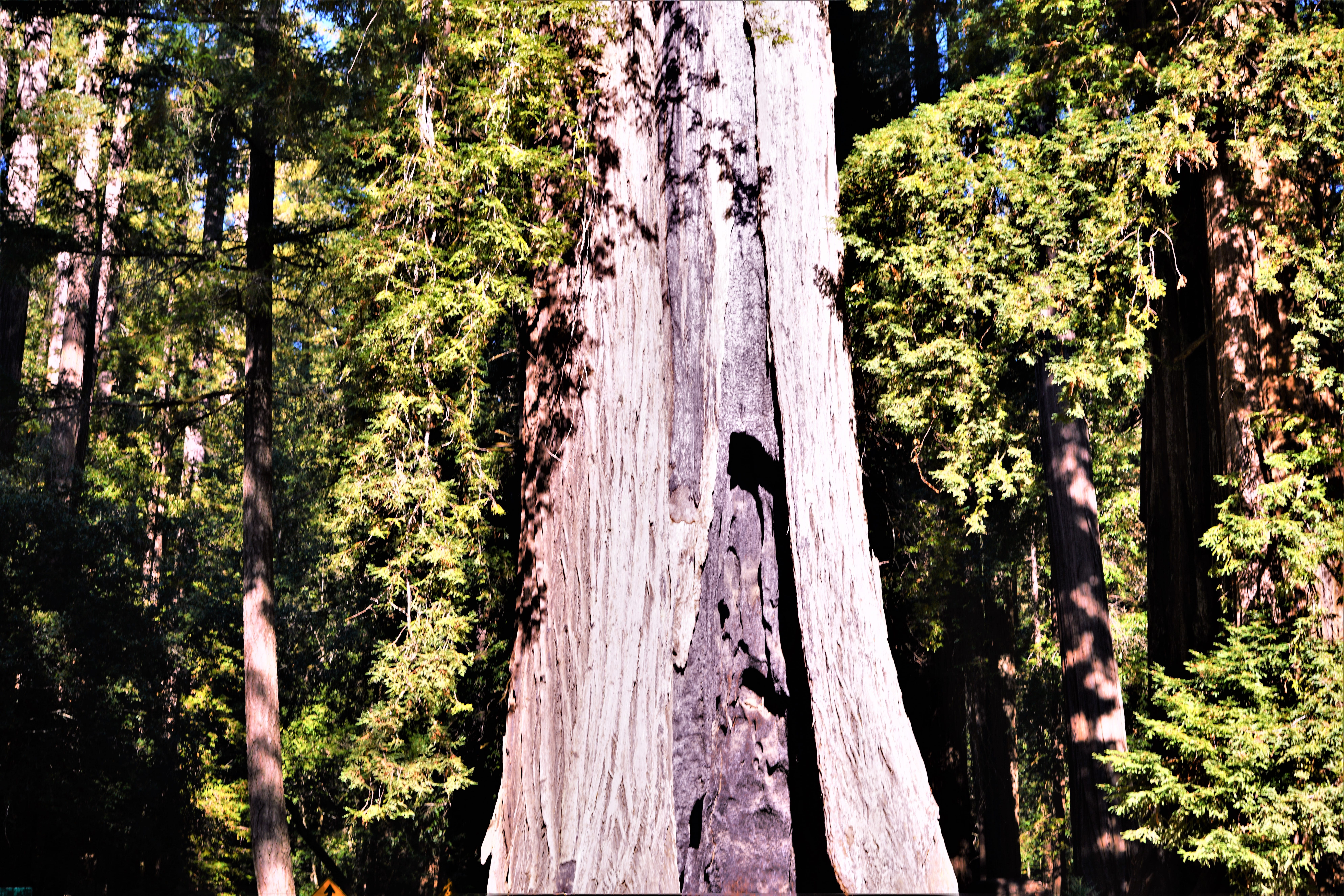 wood - material, beauty in nature, nature, 8K, trees, bark, day, plant, parks, sunlight, redwoods, animal wildlife, forest, big basin redwoods state park, HD Wallpaper