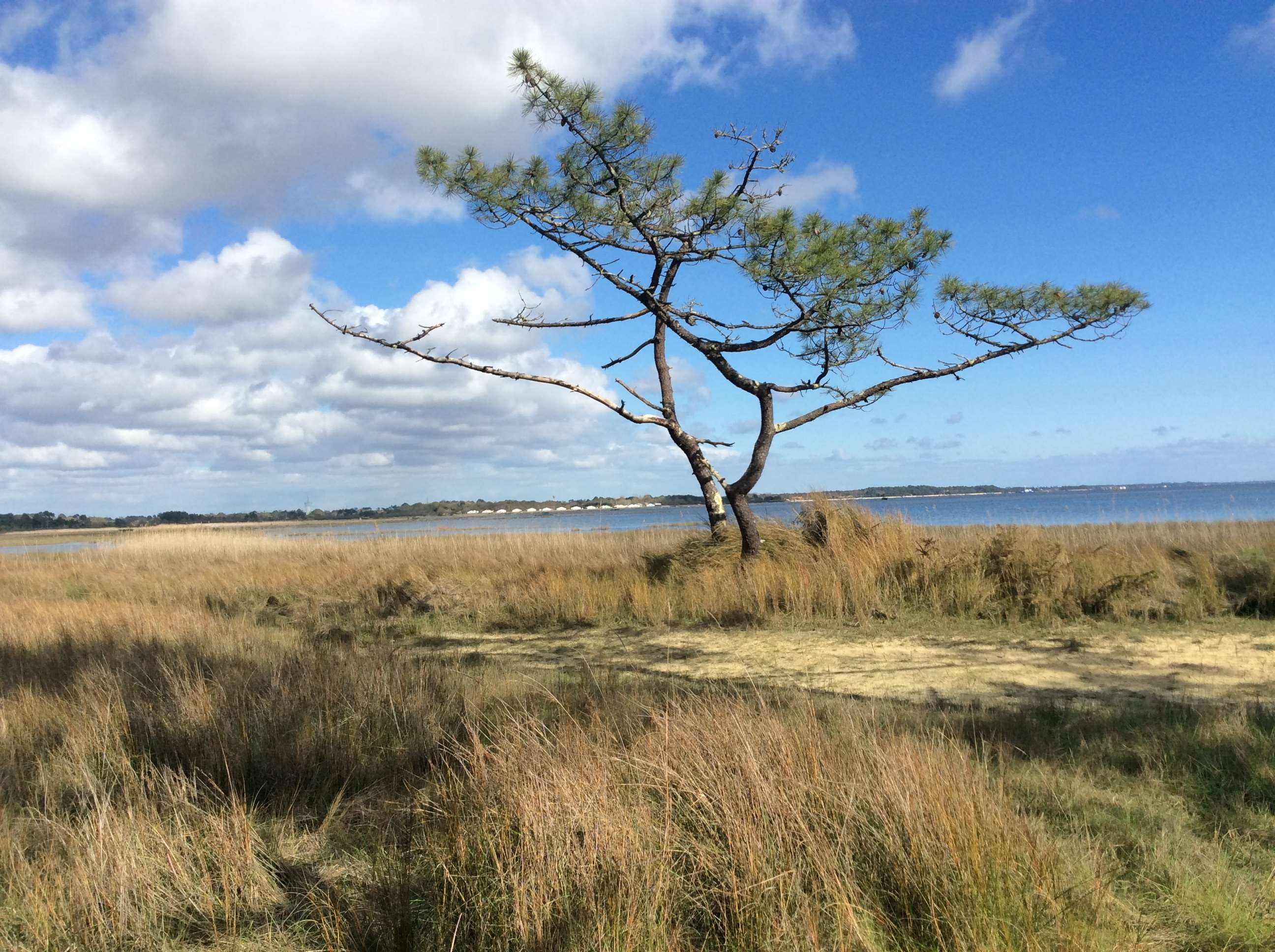 bassin darcachon, environment, tranquil scene, grass, marram grass, nature, horizon, sky, landscape, outdoors, tree, tranquility, land, plant, water, cap ferret, HD Wallpaper