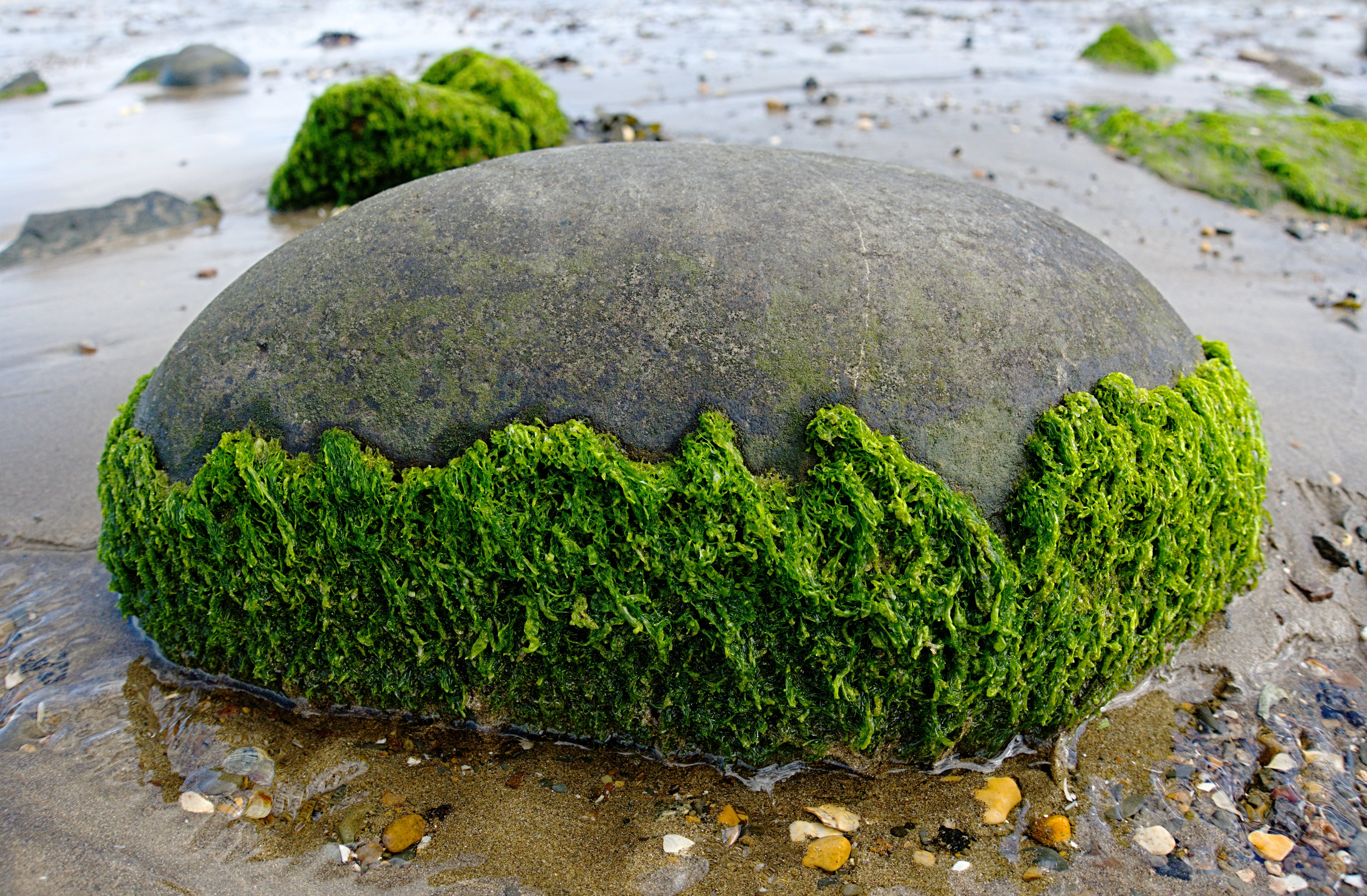 beach, fringe, littoral, 5K, solid, seaside, tidal, day, no people, green color, plant, gray, half, marine, sand, water, pebble, outdoors, seaweed, vegetable, HD Wallpaper