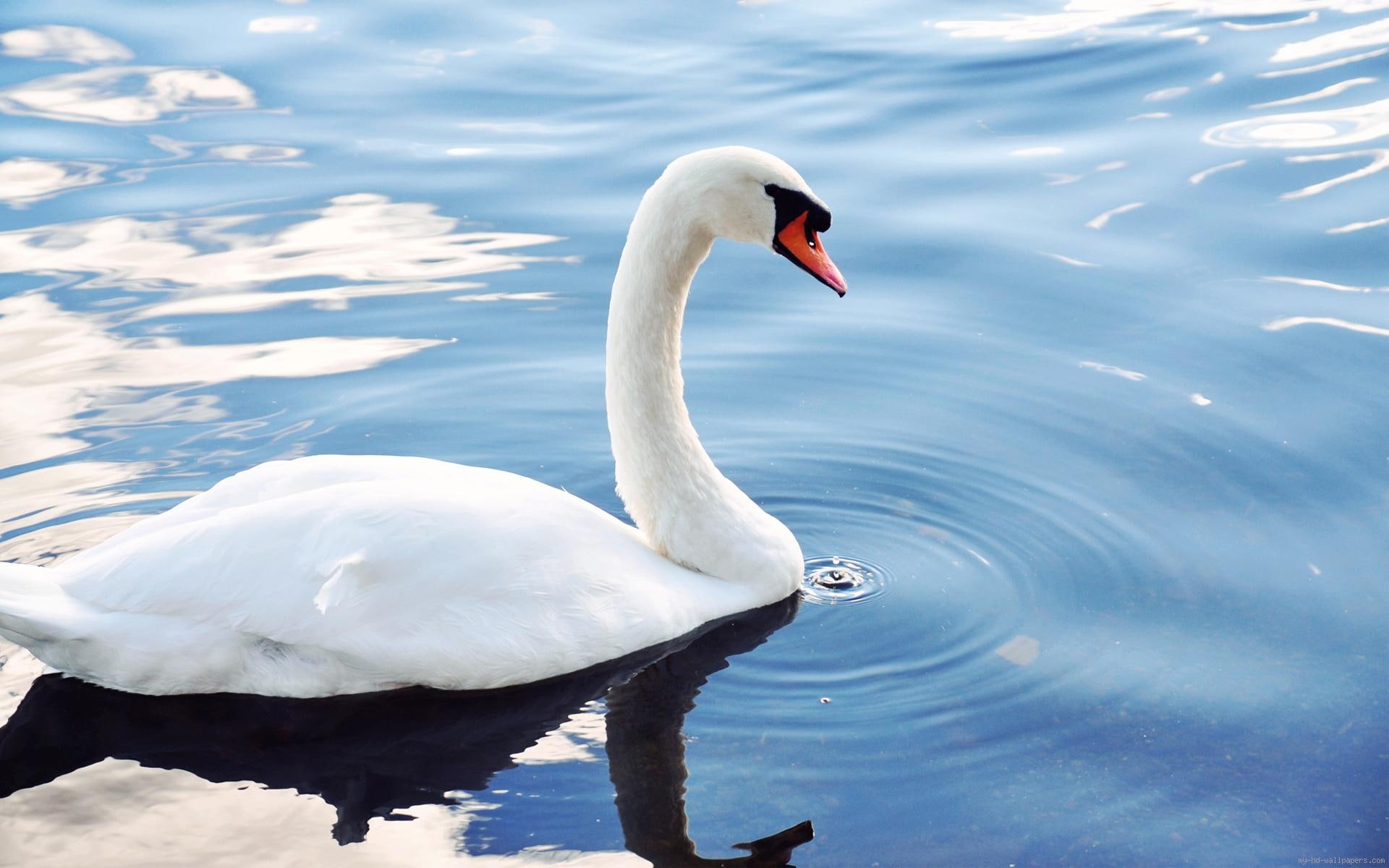 1080P, swan, water, animal, white, bird, lac, HD Wallpaper