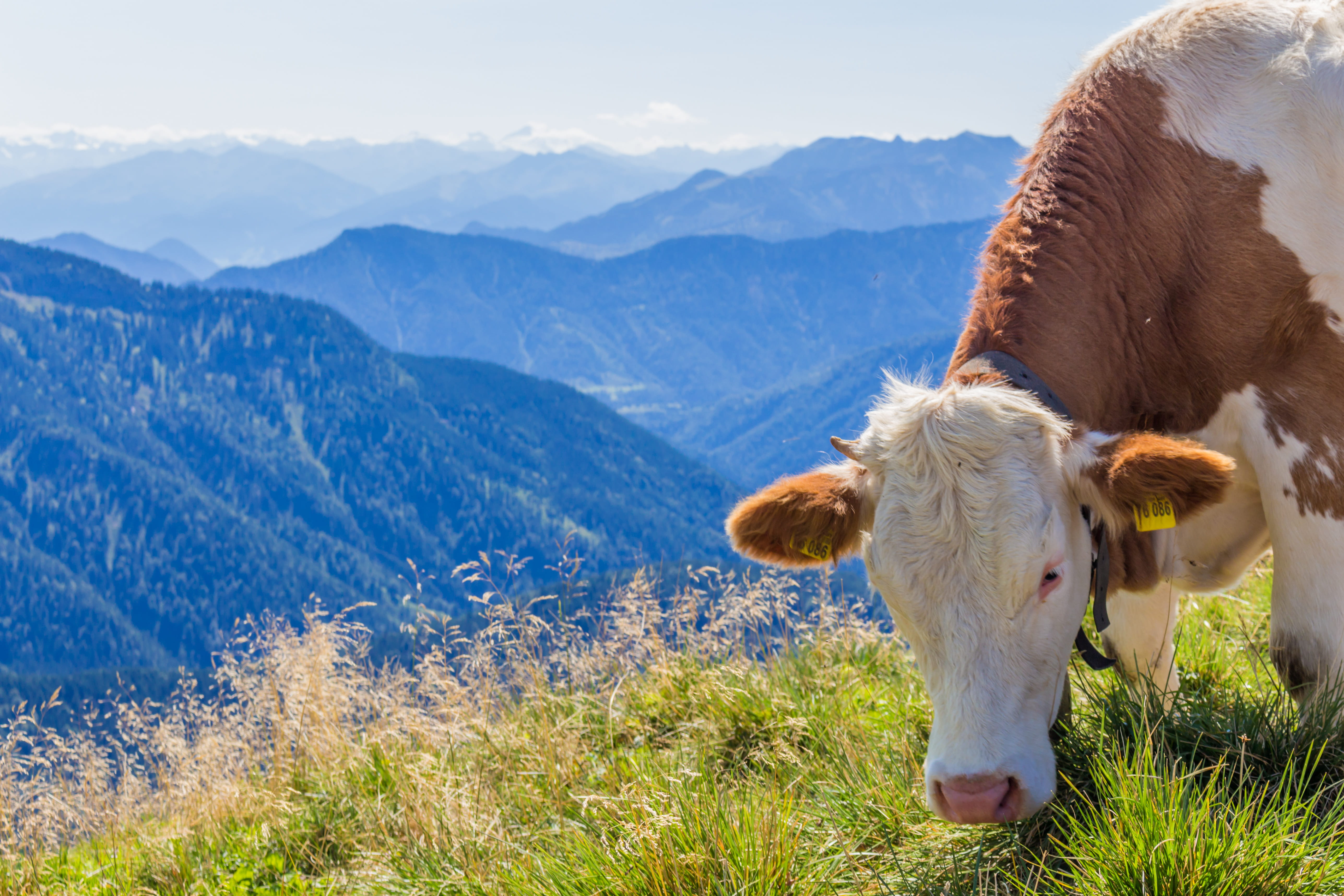 animal, dairy cow, landscape, nature, no people, countryside, outdoors, mountain, cow, vertebrate, herbivorous, fleckvieh, brown, mountain range, hill, HD Wallpaper