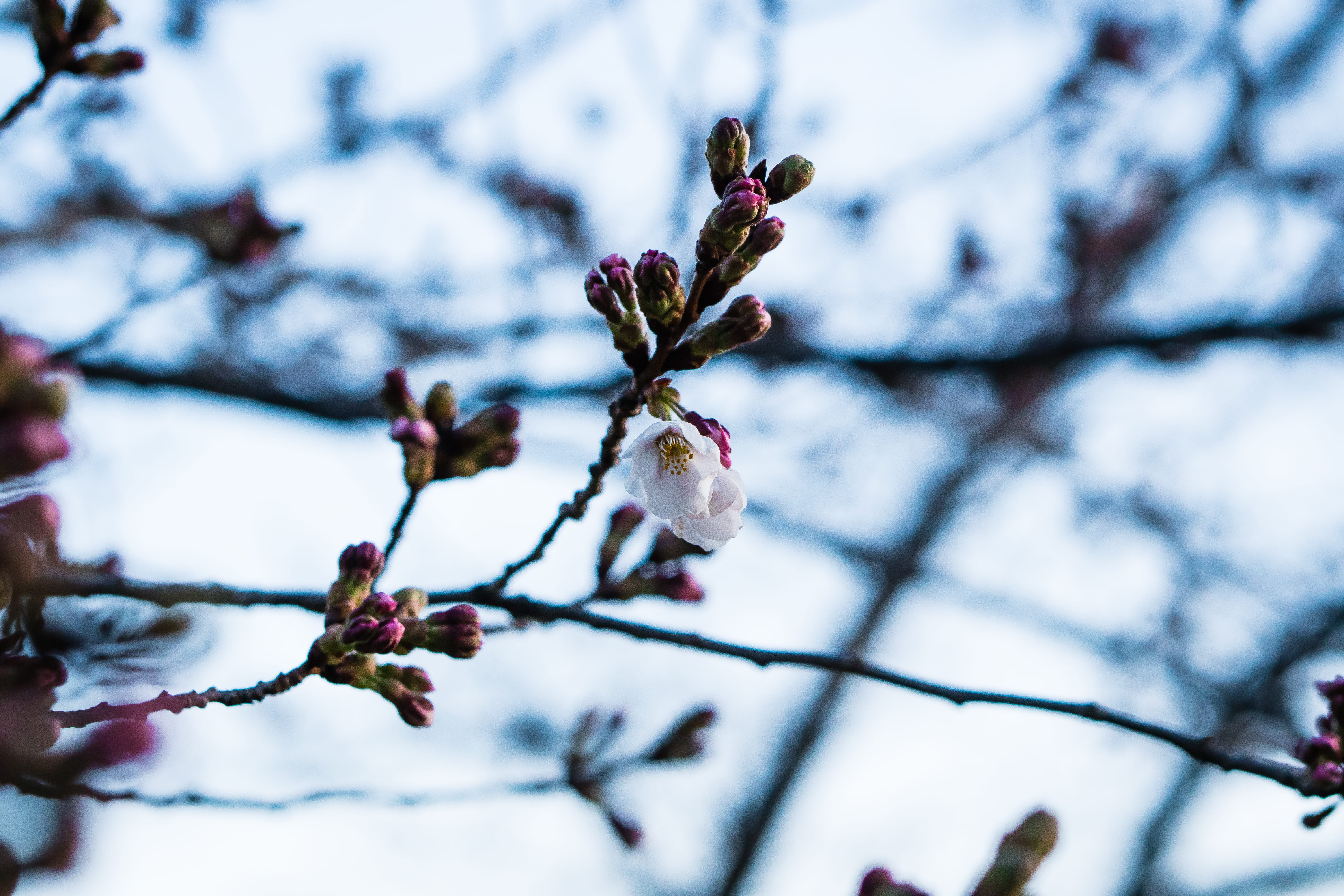 flowering plant, cold temperature, outdoor, beauty in nature, adobe lightroom, outdoors, blossom, sony a6500, district of columbia, plants, cherry blossom, HD Wallpaper