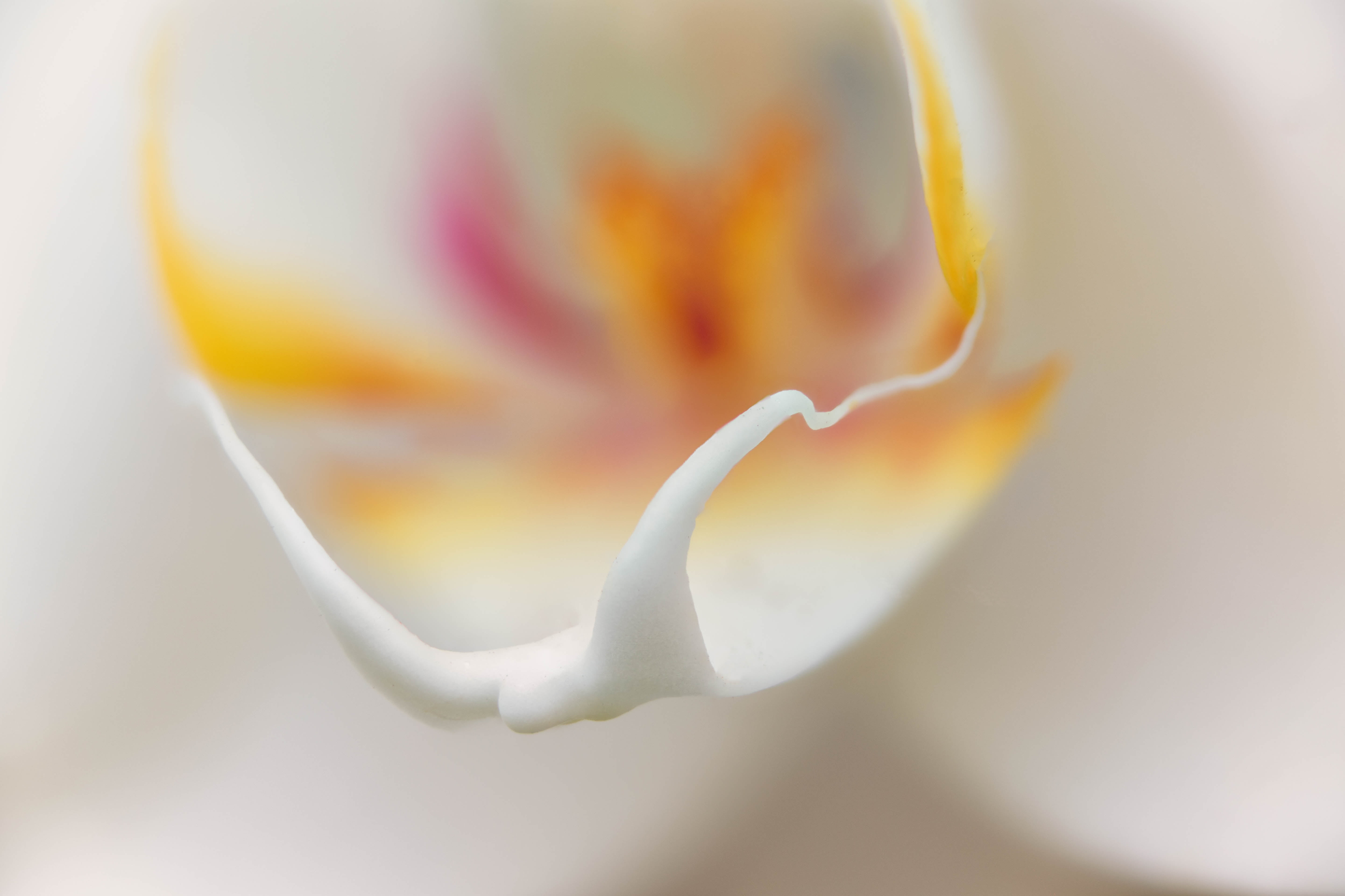 macro, petal, Heart, orchid, Denver Botanic Gardens, floral, flowers, flower, white, Stacker, Colorado, close-up, flower  flower, yellow, focus stacking, HD Wallpaper