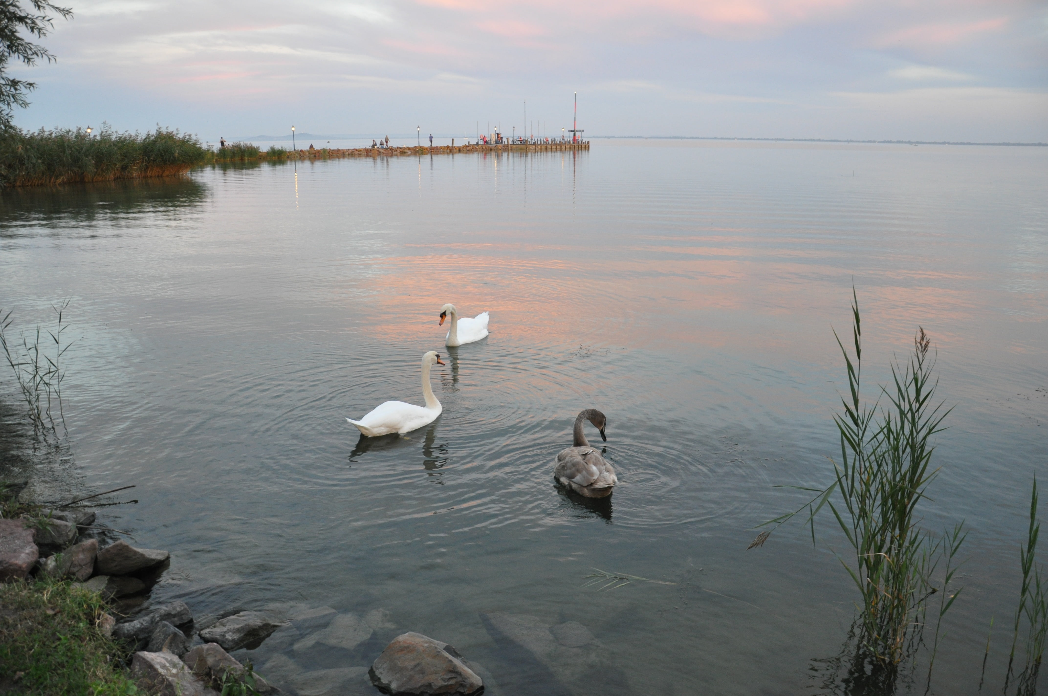 animal themes, two animals, bird, animal, animals in the wild, swan, water, beauty in nature, 4K, water bird, day, reflection, waterfront, group of animals, HD Wallpaper