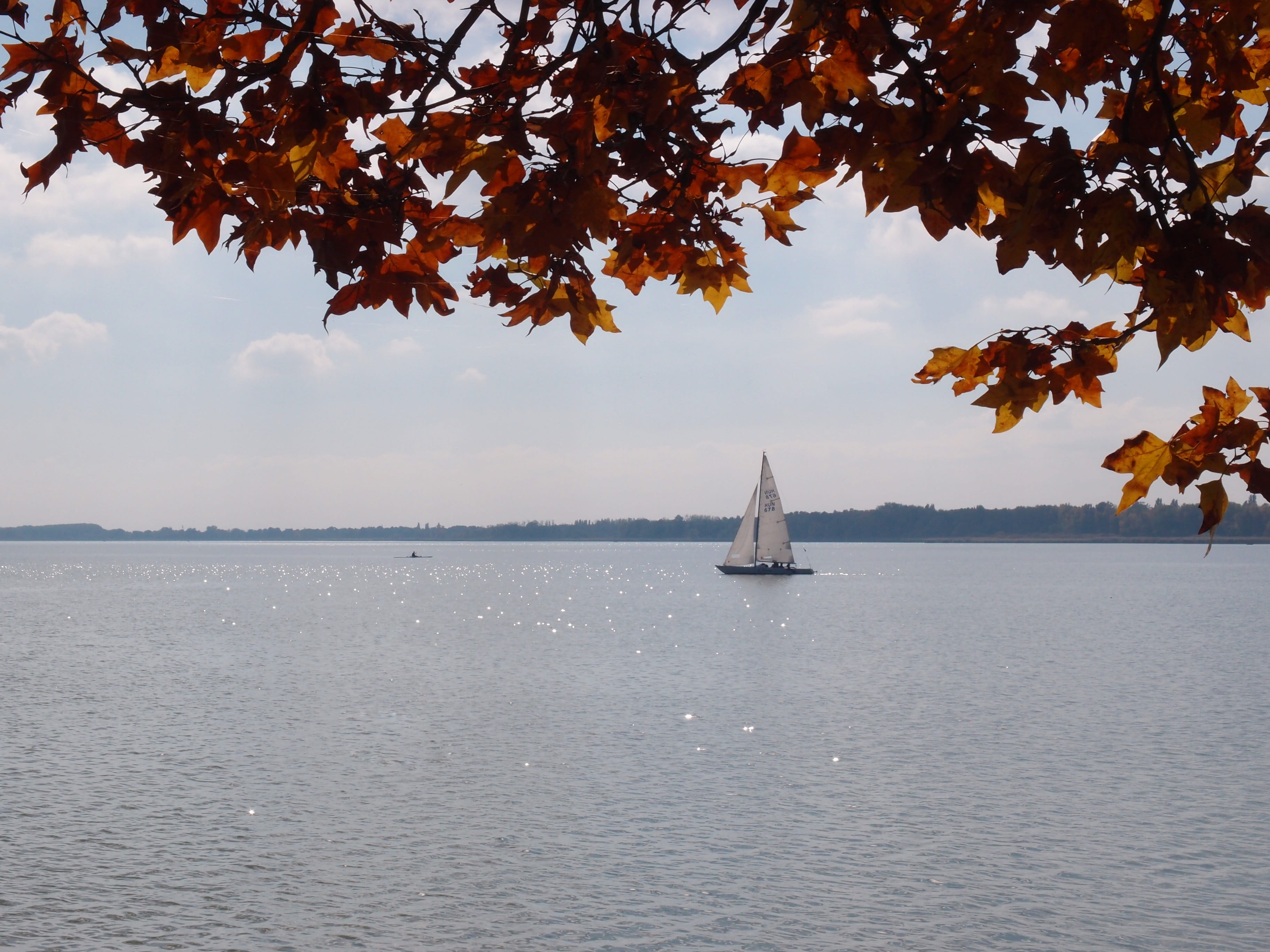 tree, nautical vessel, sky, horizon over water, Keszthely, autumn, nature, yacht, lake, horizon, mode of transportation, tranquility, transportation, outdoor, HD Wallpaper