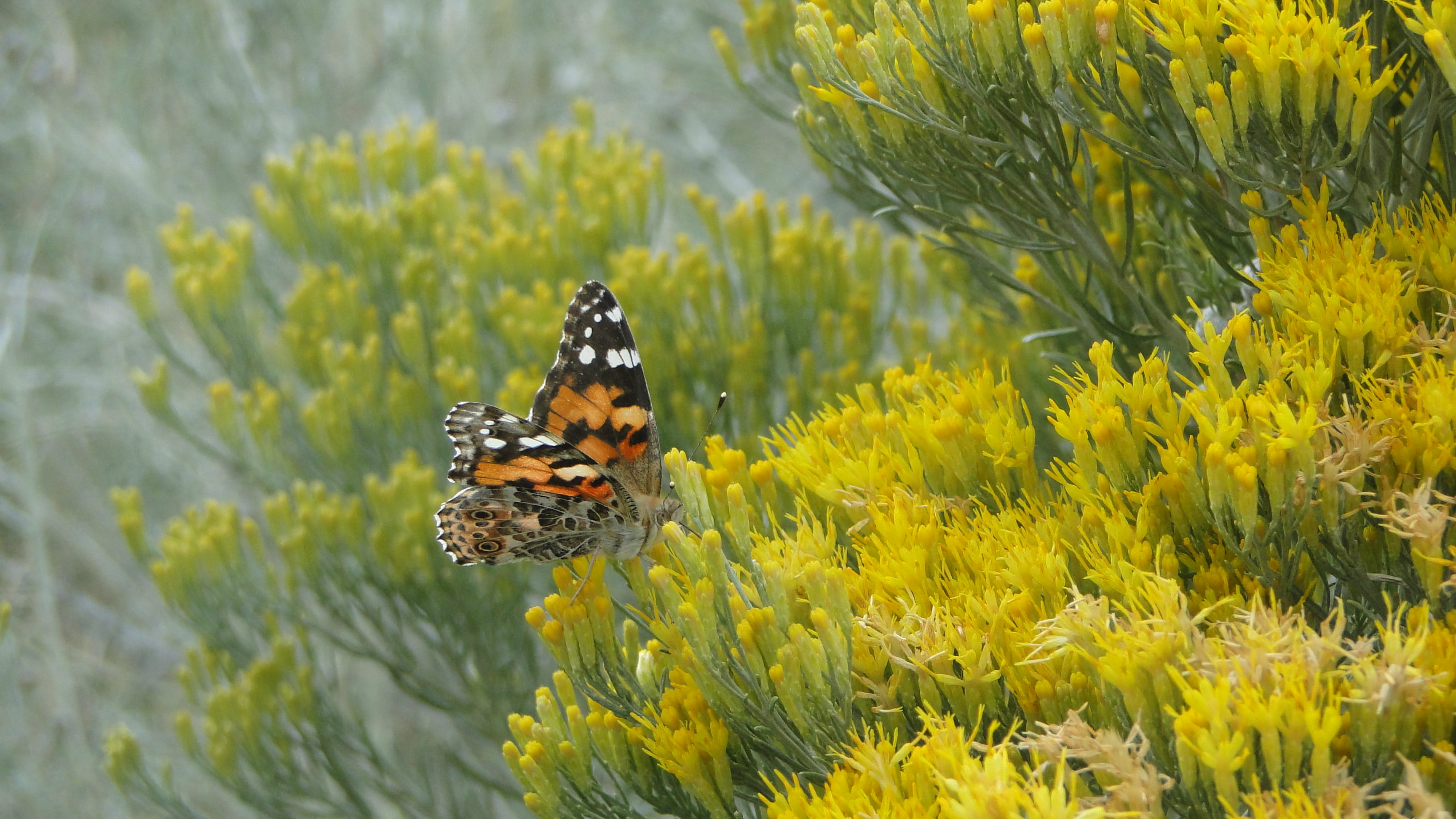 flower head, close-up, one animal, butterfly - insect, beauty in nature, pollination, yellow, 2K, flower, freshness, fall, animal themes, outdoor, vulnerability, HD Wallpaper