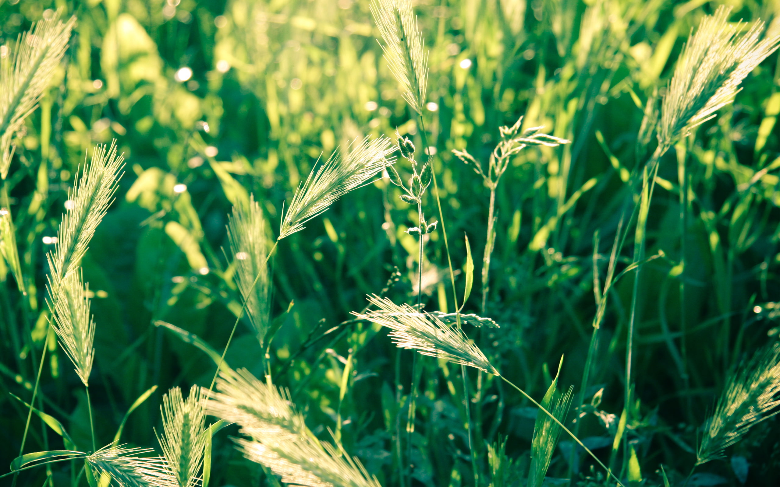 light, nature and landscape, first, 2K, HD Wallpaper
