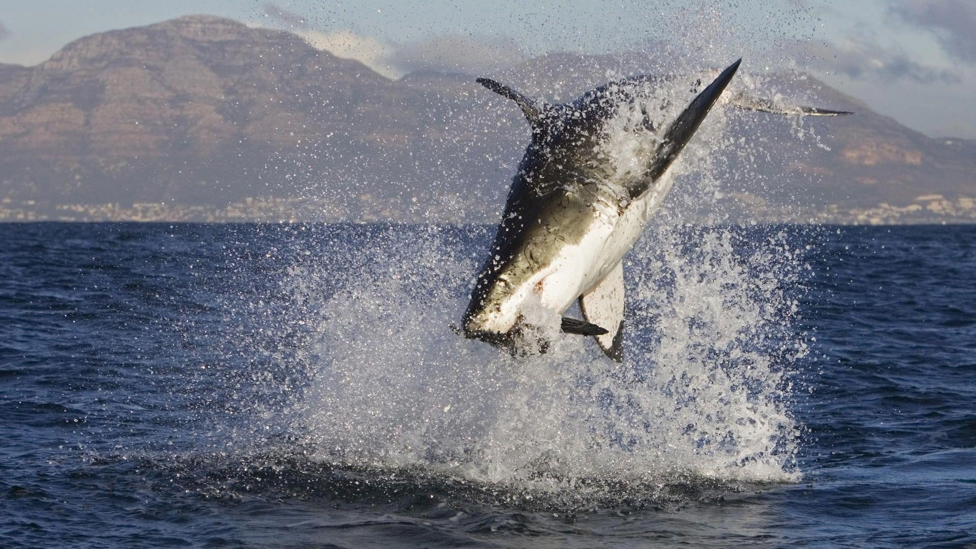 great, shark, attacks, 1080P, white, HD Wallpaper