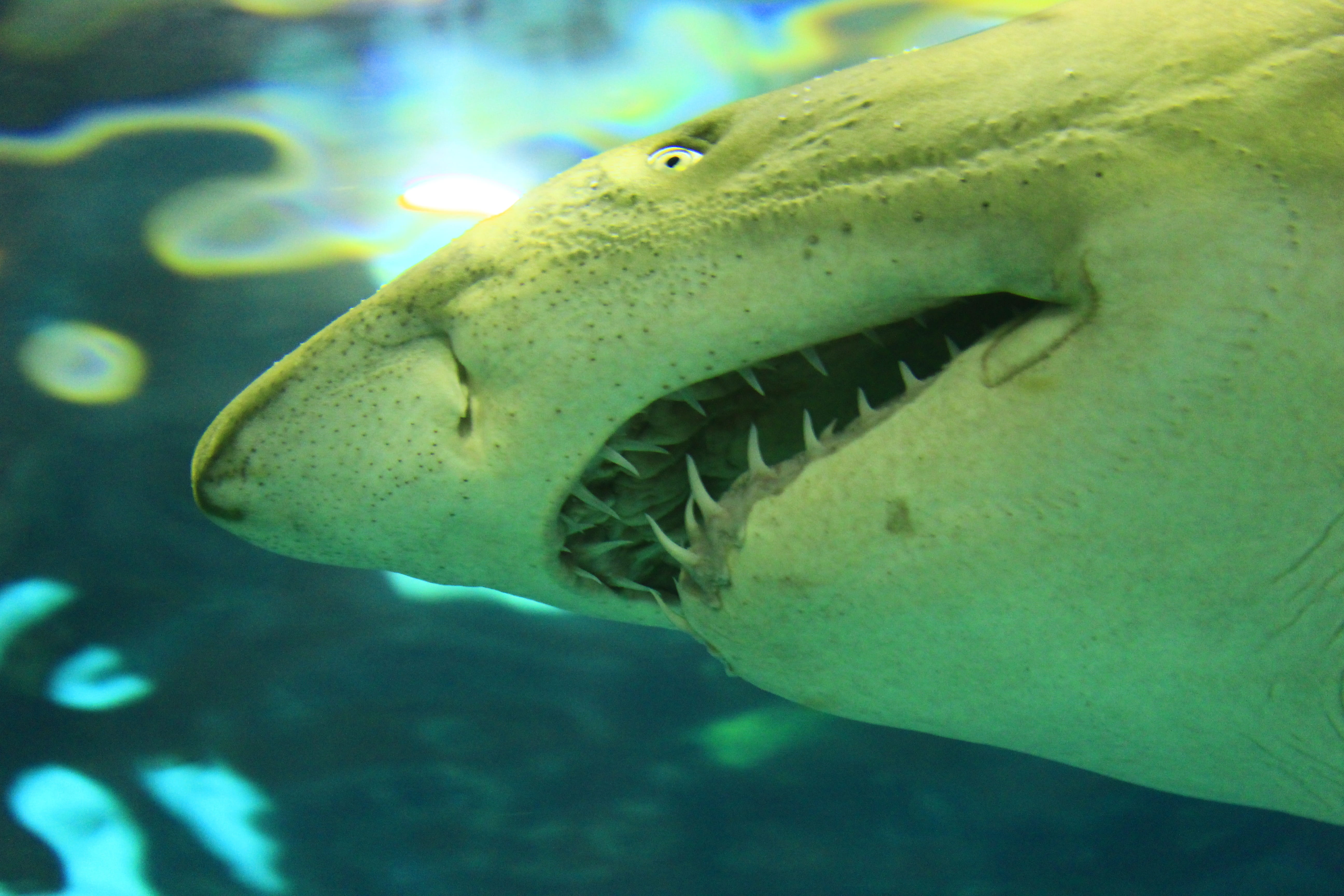 aggression, animal wildlife, island, dangerous, big, tank, mouth open, carcharodon, fin, undersea, sharp teeth, Fish, 5K, mouth, teeth, attack, gills, HD Wallpaper
