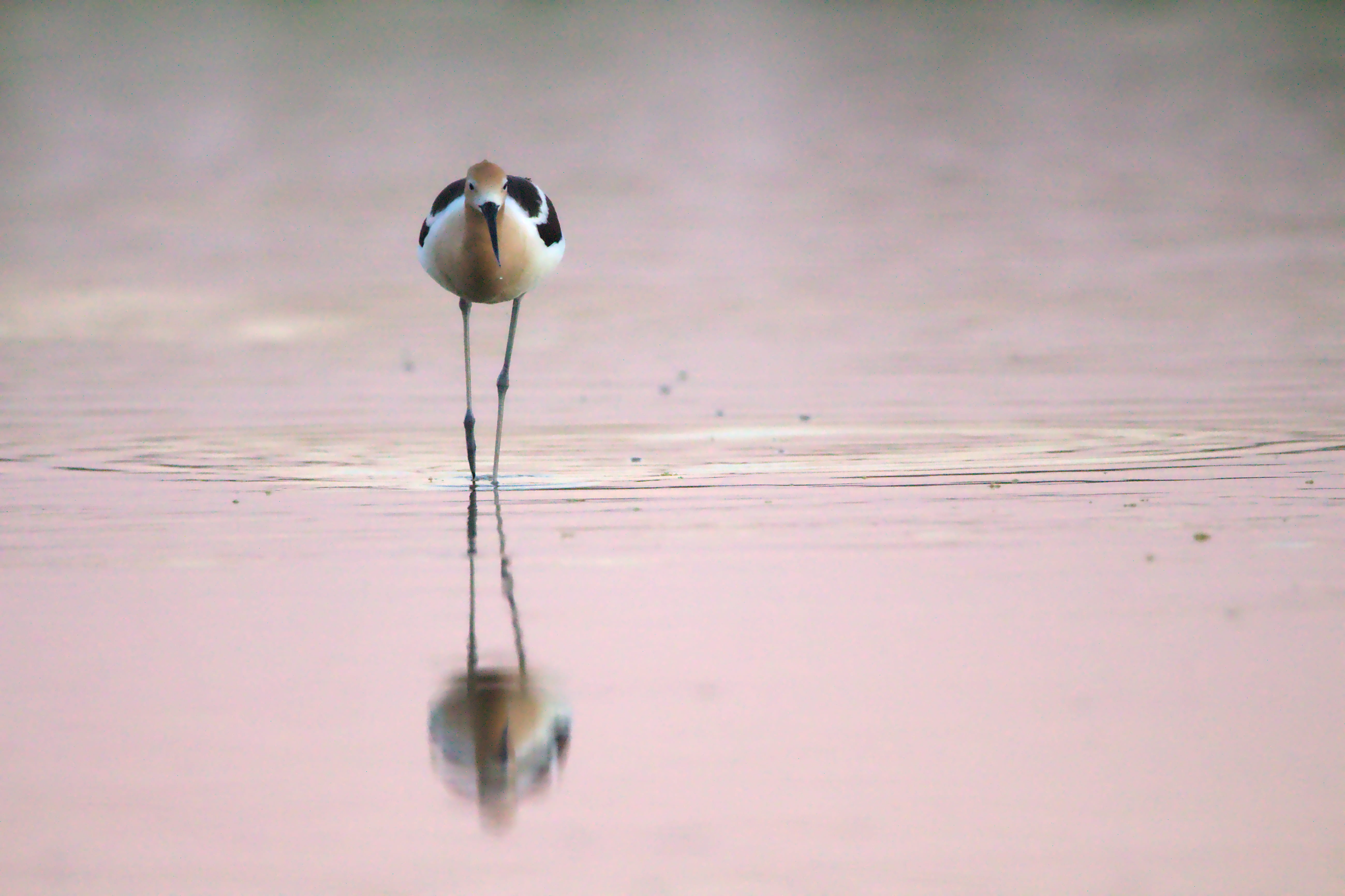 gray, riparian preserve at water ranch, animals in the wild, avocet, waterfowl, beach, wild, united states, day, water, pink, no people, wet, outdoors, HD Wallpaper
