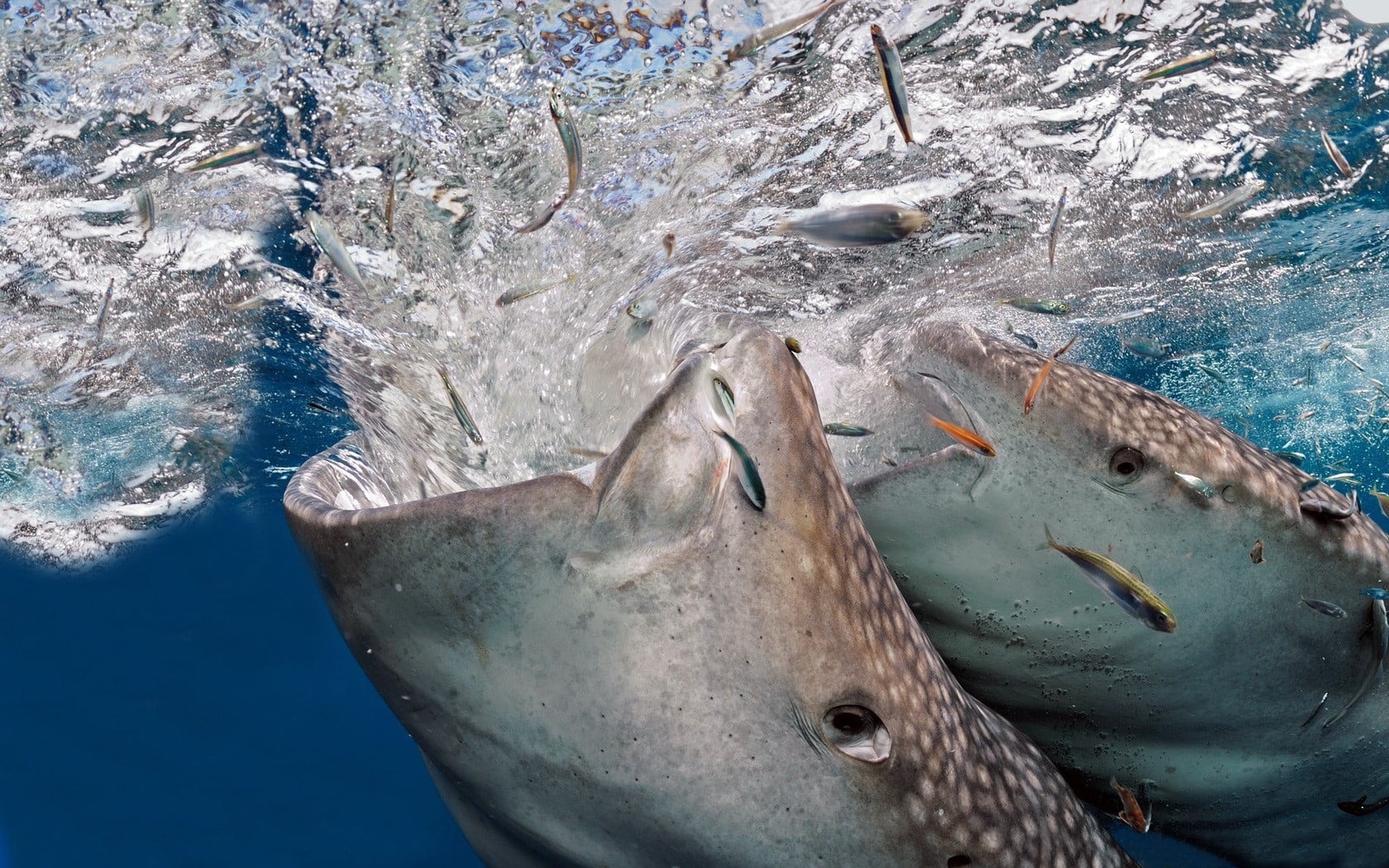 vertebrate, animal mouth, sport, water, outdoors, Predatory, sea, aquatic mammal, underwater, undersea, nature, no people, animal head, 720P, one animal, HD Wallpaper