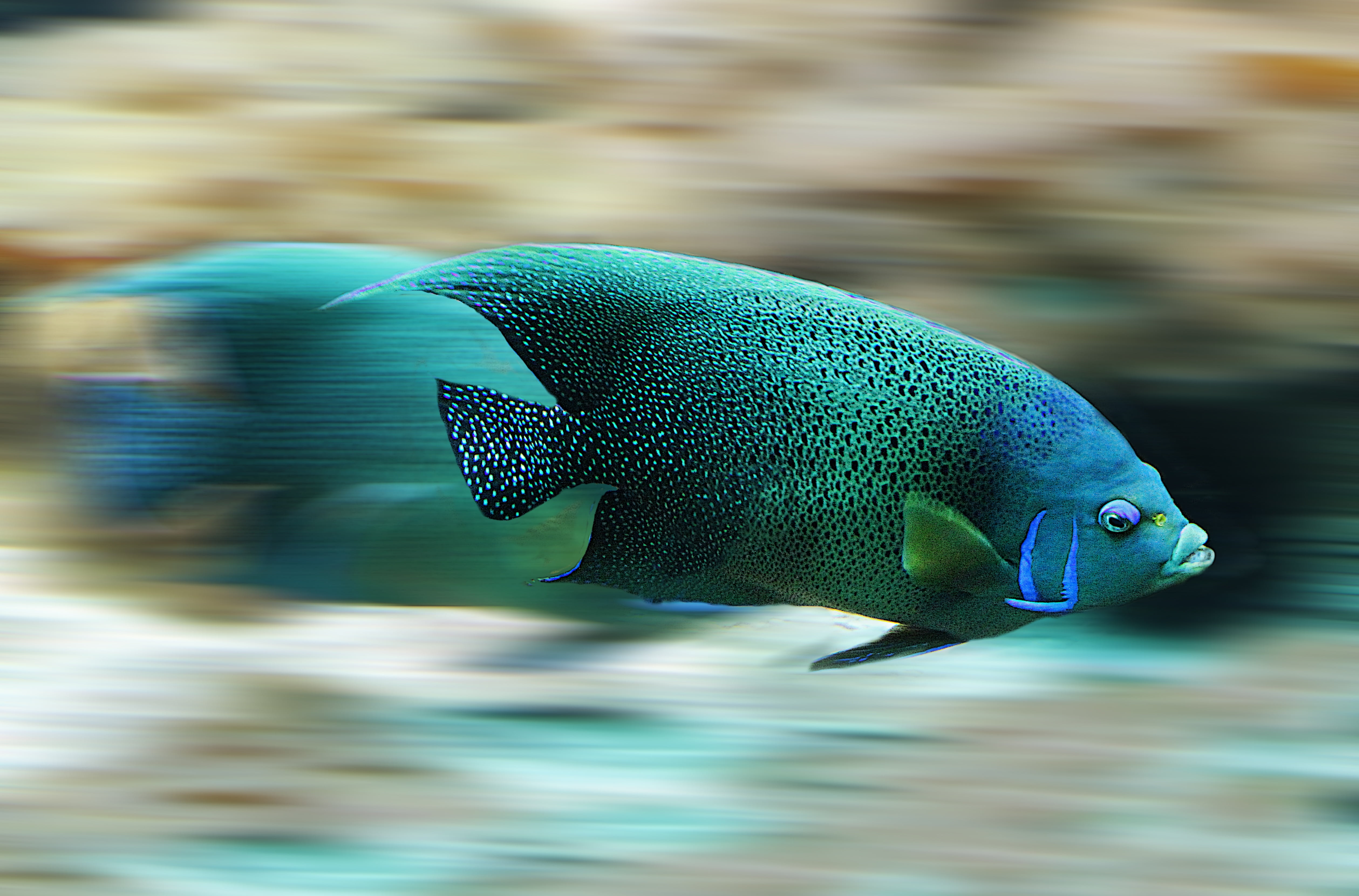 side view, scale, toy, animal themes, animal head, vertebrate, no people, water, blue, fish scales, swimming, animals in captivity, animal body part, motion, HD Wallpaper