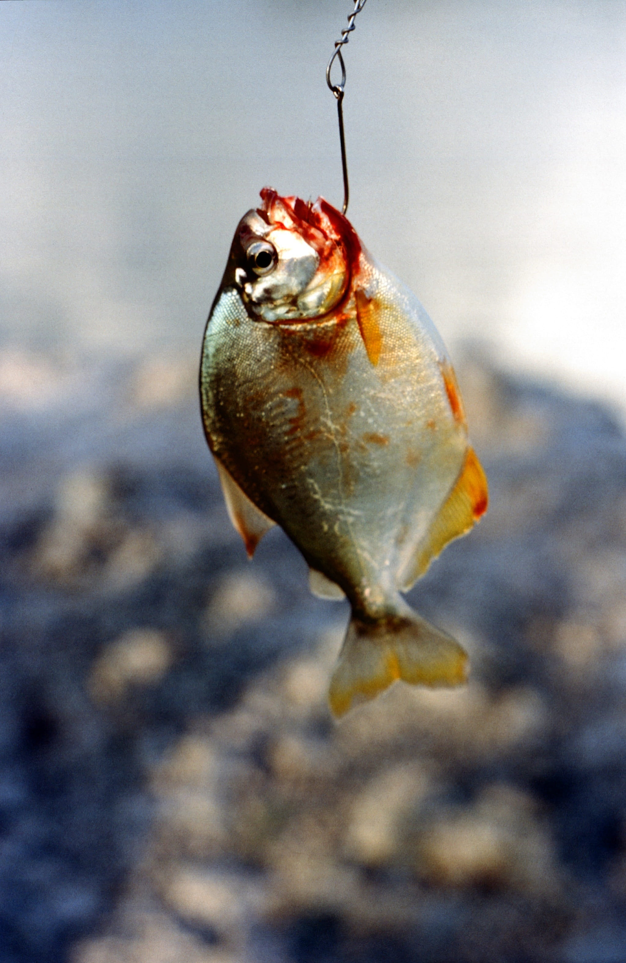 day, trapped, hanging, exotic, Piranha, nature, catch of fish, risk, tropical, focus on foreground, close-up, sea, outdoors, 2K, tooth, seafood, animal, Phone HD Wallpaper