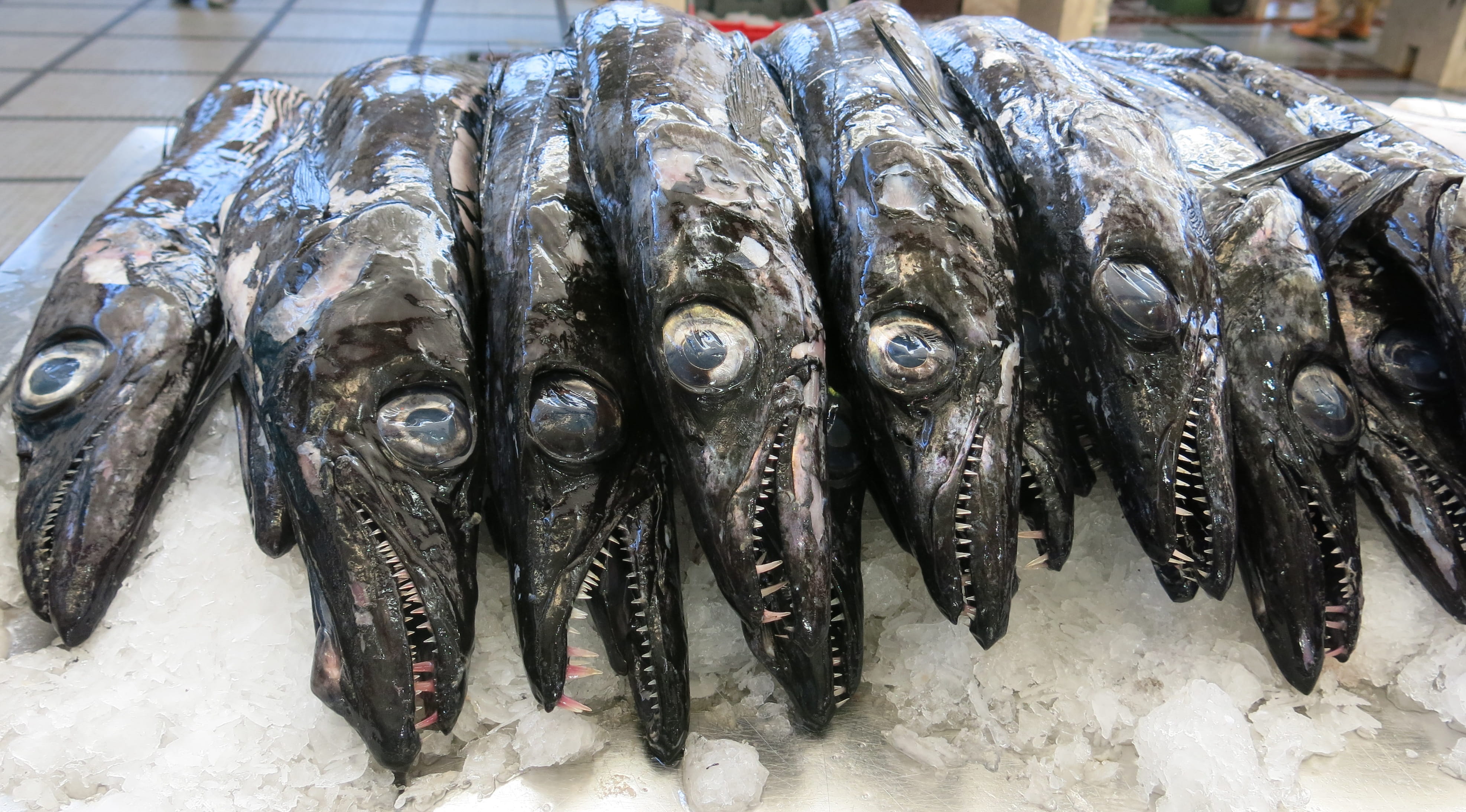 predatory fish, food, fish, food and drink, vertebrate, retail, fish market, close-up, cold temperature, hunger, market, eyes, abundance, wellbeing, fishing industry, HD Wallpaper