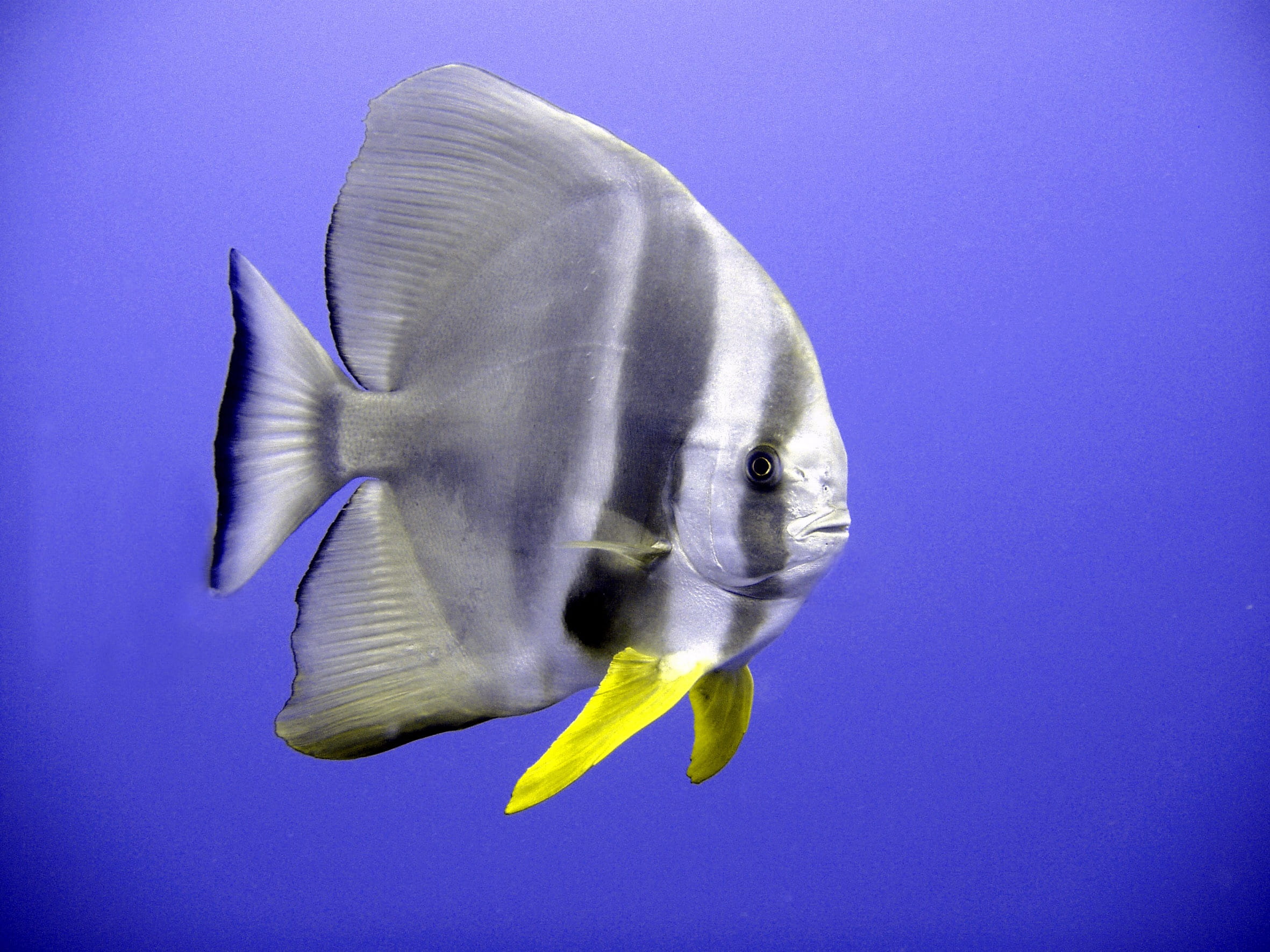 meeresbewohner, underwater, grey, fish, marine, yellow, tropical, 1080P, vertebrate, blue, black fish, animal wildlife, exotic, swimming, underwater world, HD Wallpaper