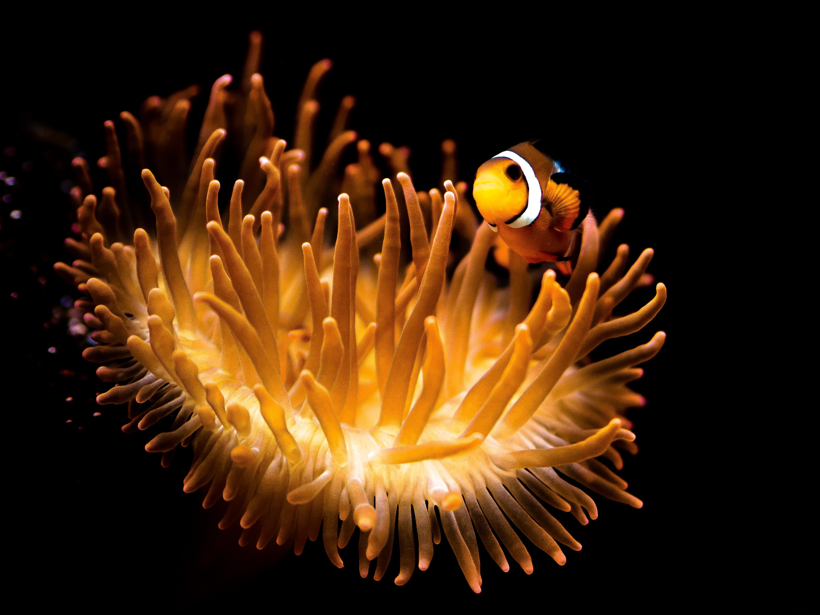 close-up, invertebrate, sea life, one animal, underwater, egypt, no people, animal wildlife, beauty in nature, coral, marine, clown fish, 2K, animals in the wild, HD Wallpaper