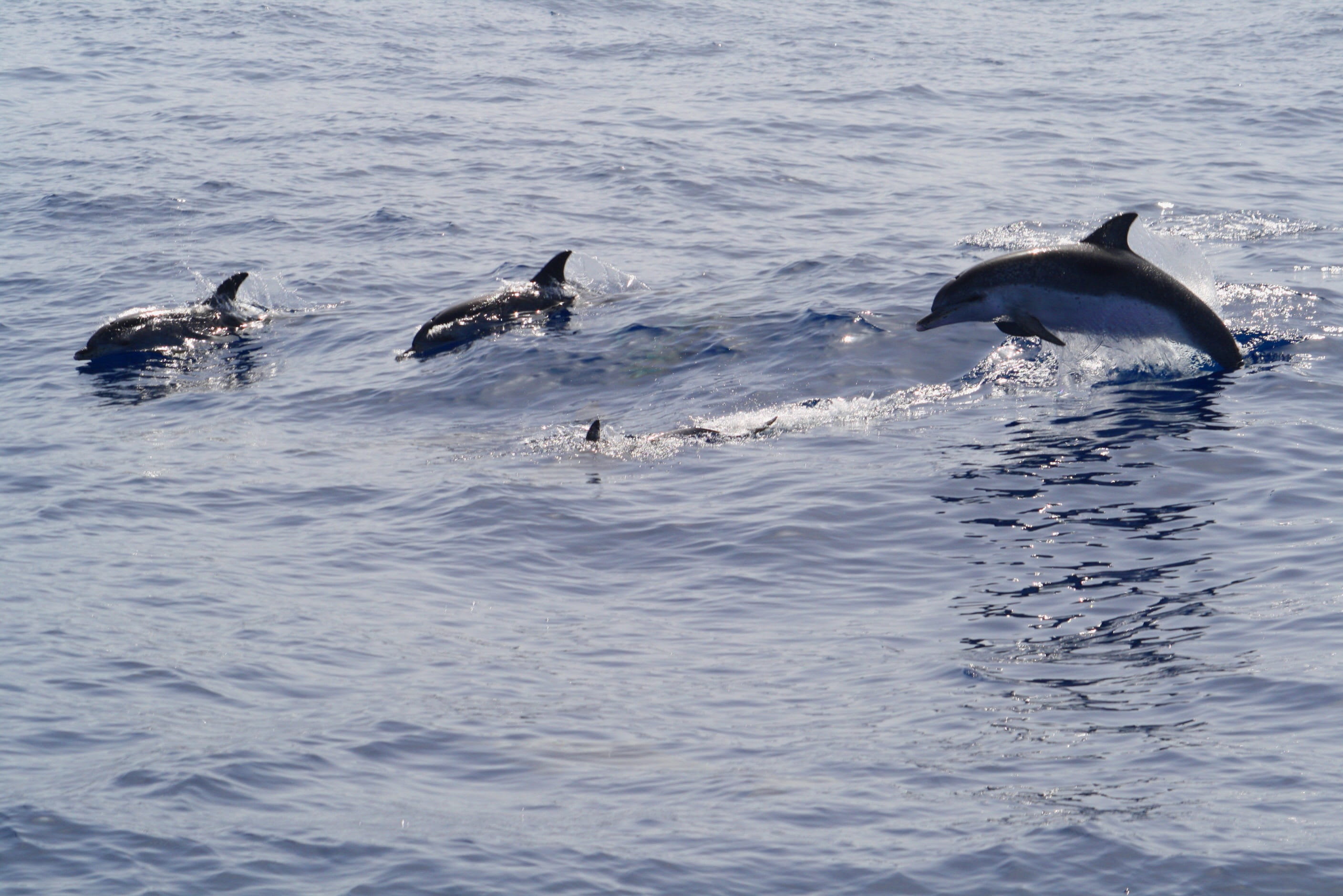 meeresbewohner, no people, waterfront, marine mammals, water, underwater, vertebrate, pinball, group of animals, animal, aquatic mammal, sea, sea life, HD Wallpaper