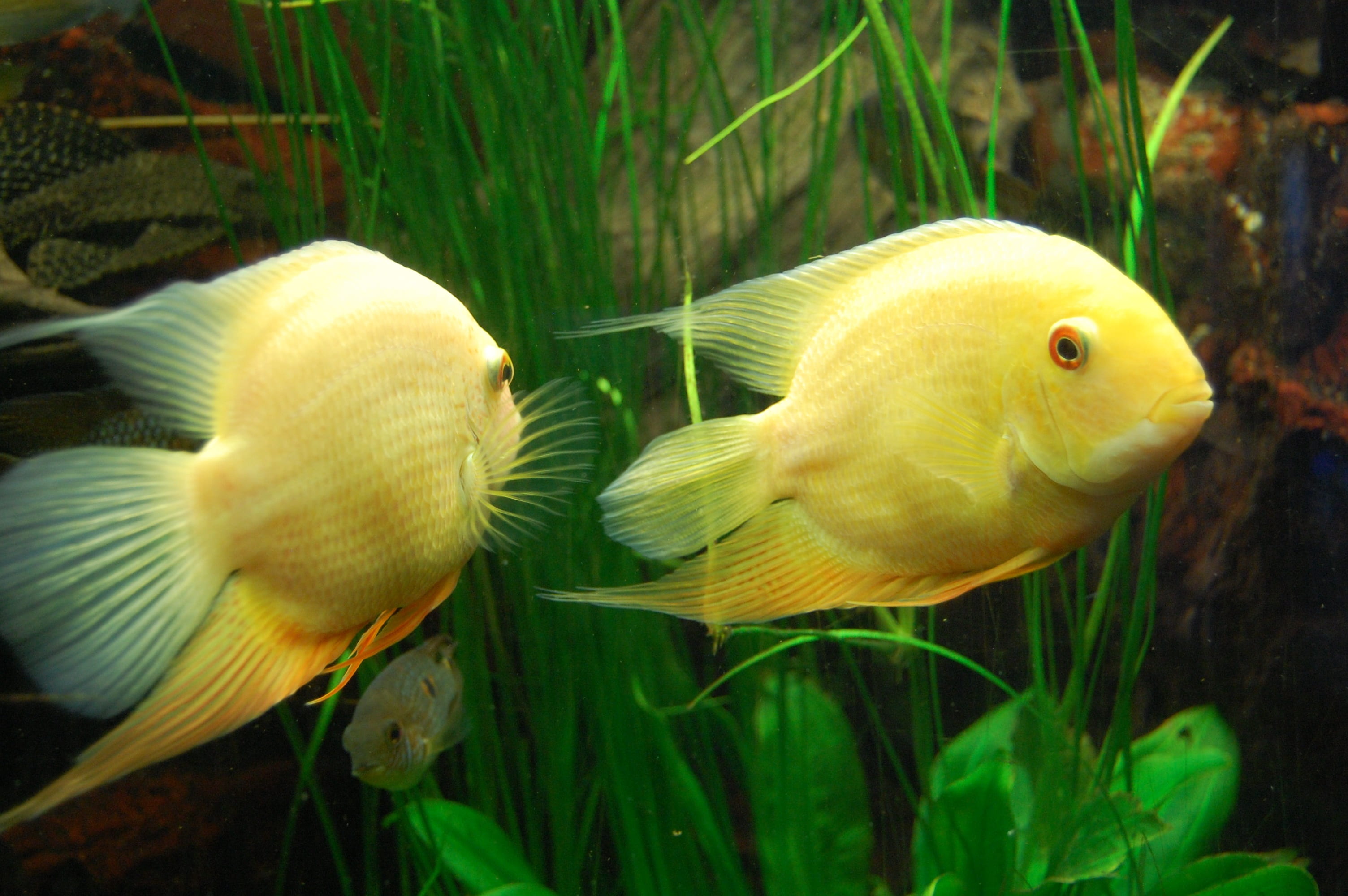 water, underwater world, cichlid, animal, two, nature, 2K, undersea, pets, two animals, swimming, close-up, fish, no people, transparent, animal themes, HD Wallpaper