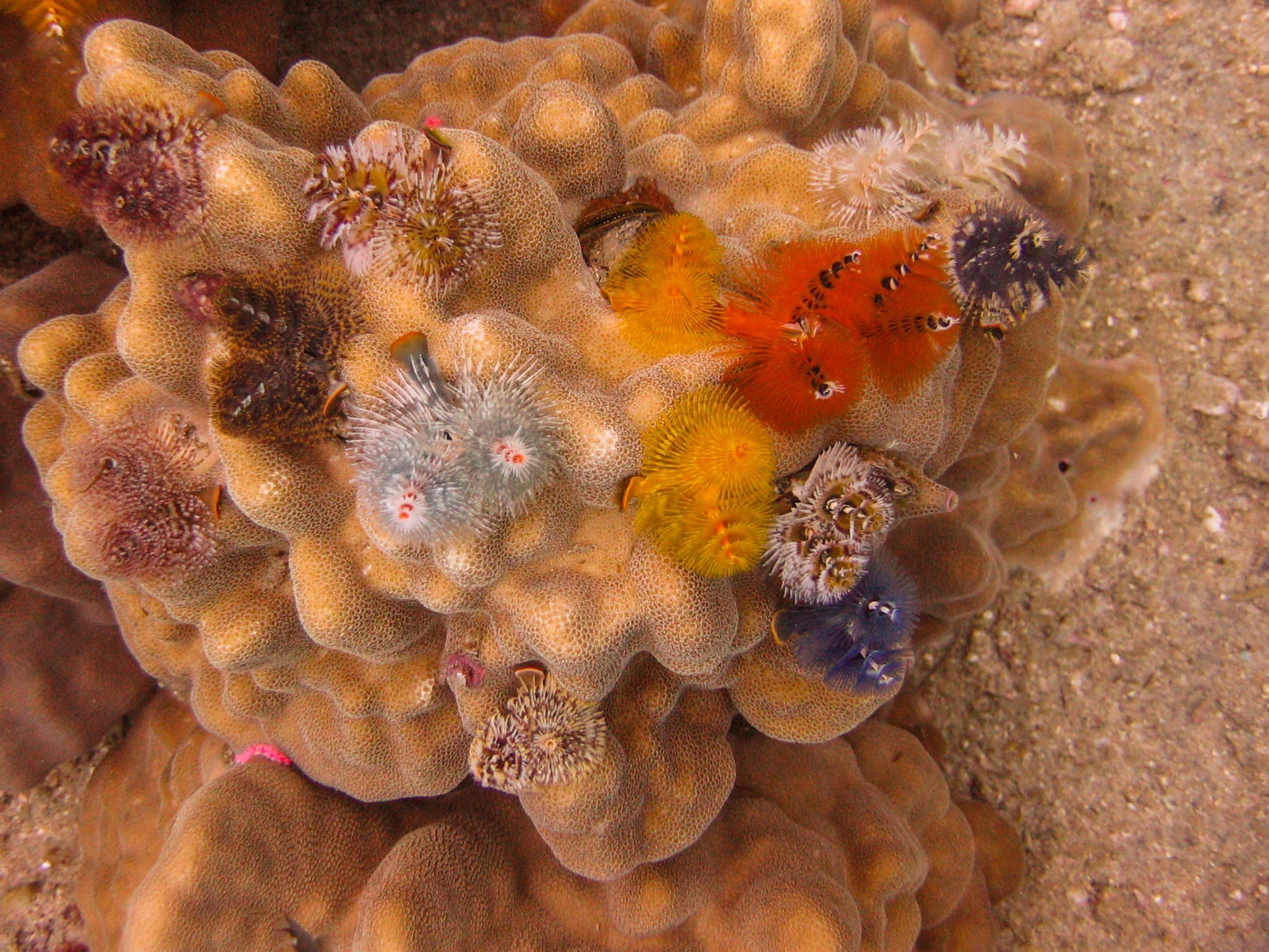 water, vertebrate, no people, one animal, ocean, undersea, invertebrates, coral, animal, fish, diving, sea life, mollusk, underwater world, meeresbewohner, HD Wallpaper