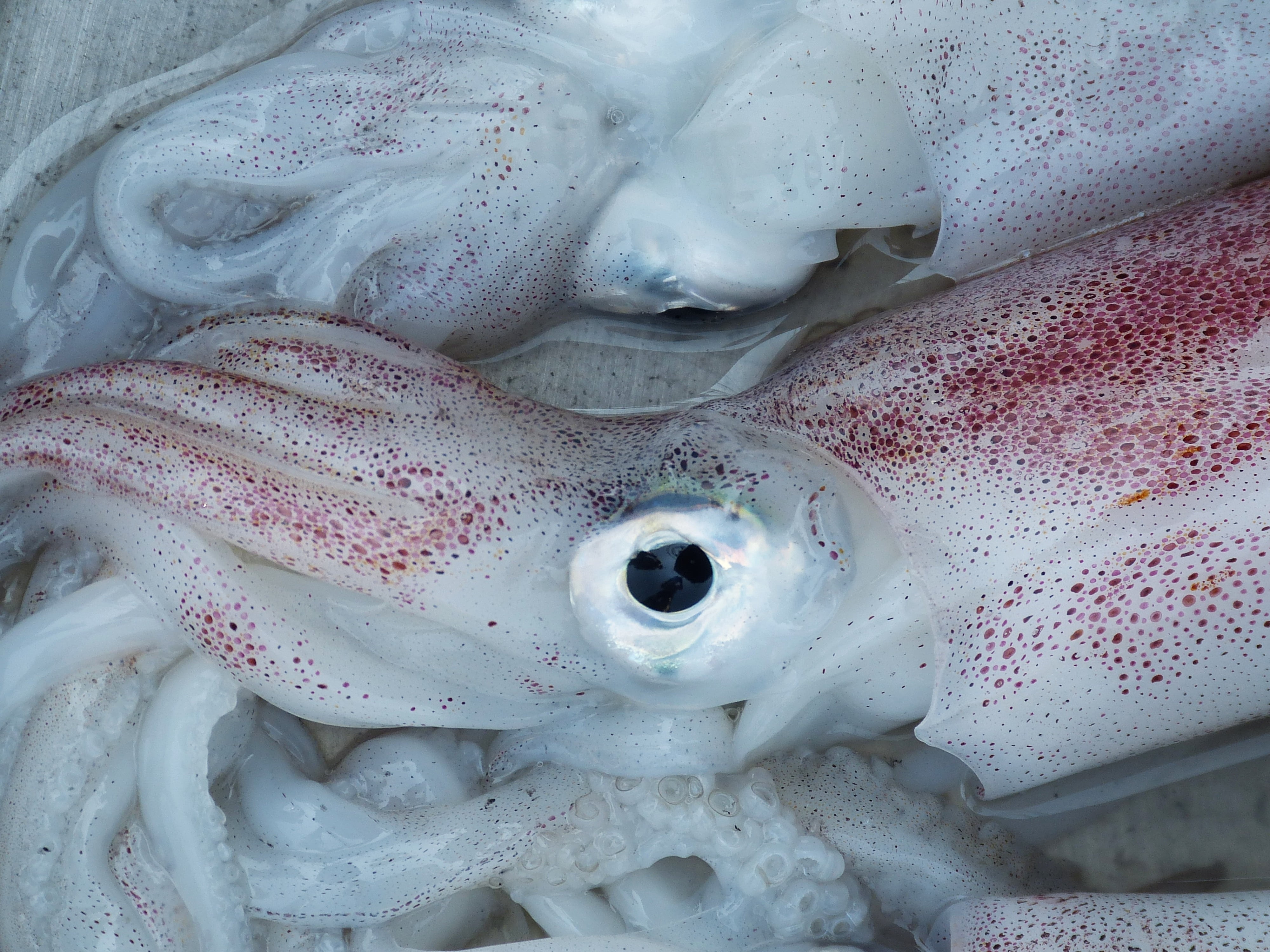 white color, sea, for sale, no people, healthy eating, market, marine, fish market, squids, retail, meeresbewohner, squid, meal, asia, octopus, kitchen, HD Wallpaper