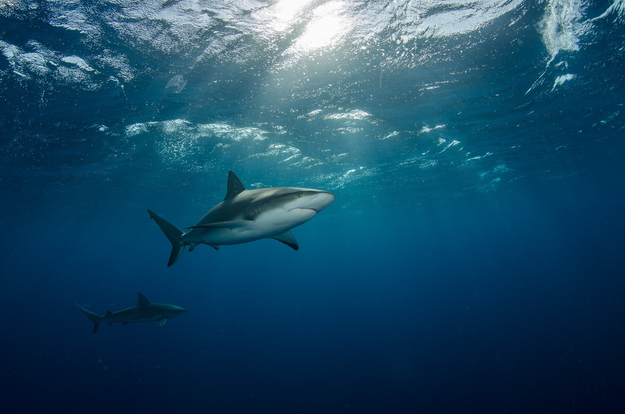 animals in the wild, 1080P, sea, one animal, animals, animal themes, sea life, undersea, blue, no people, outdoors, swimming, animal, underwater, day, HD Wallpaper