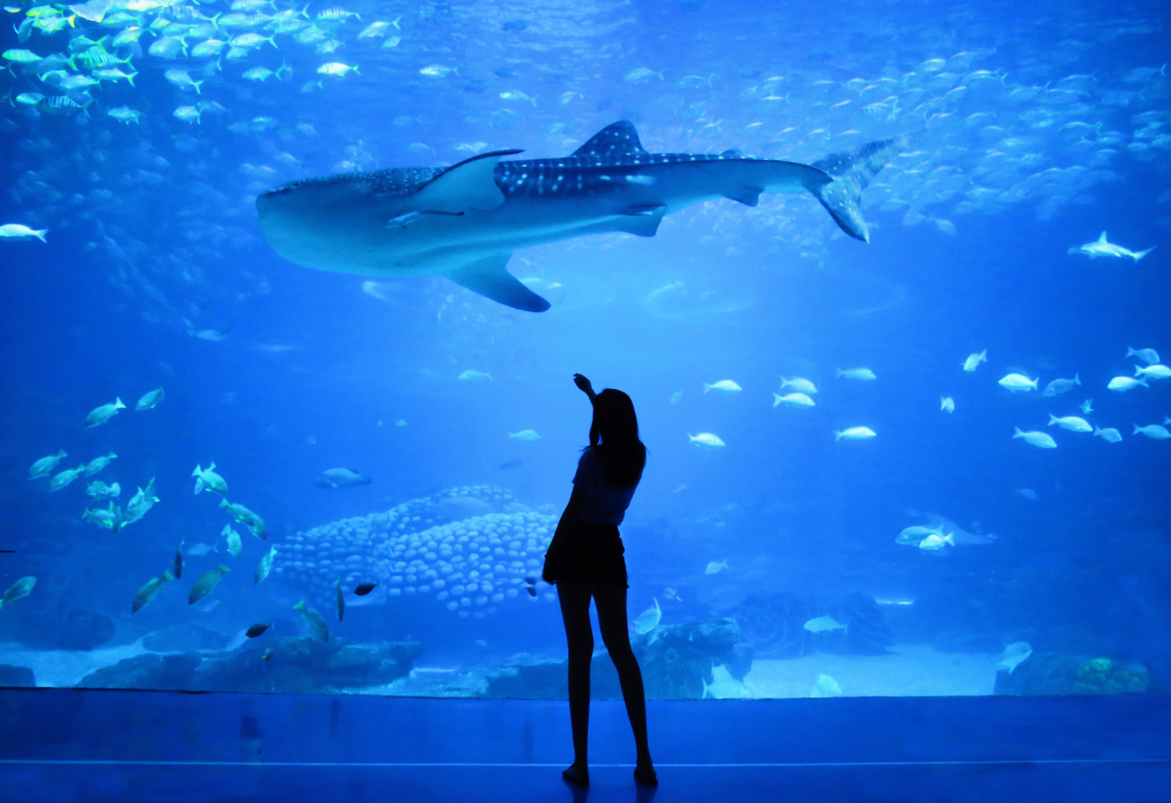 sea, aquarium, beside, animals in captivity, undersea, underwater, water, whale, glass - material, tank, swimming, sea life, woman, large group of animals, HD Wallpaper