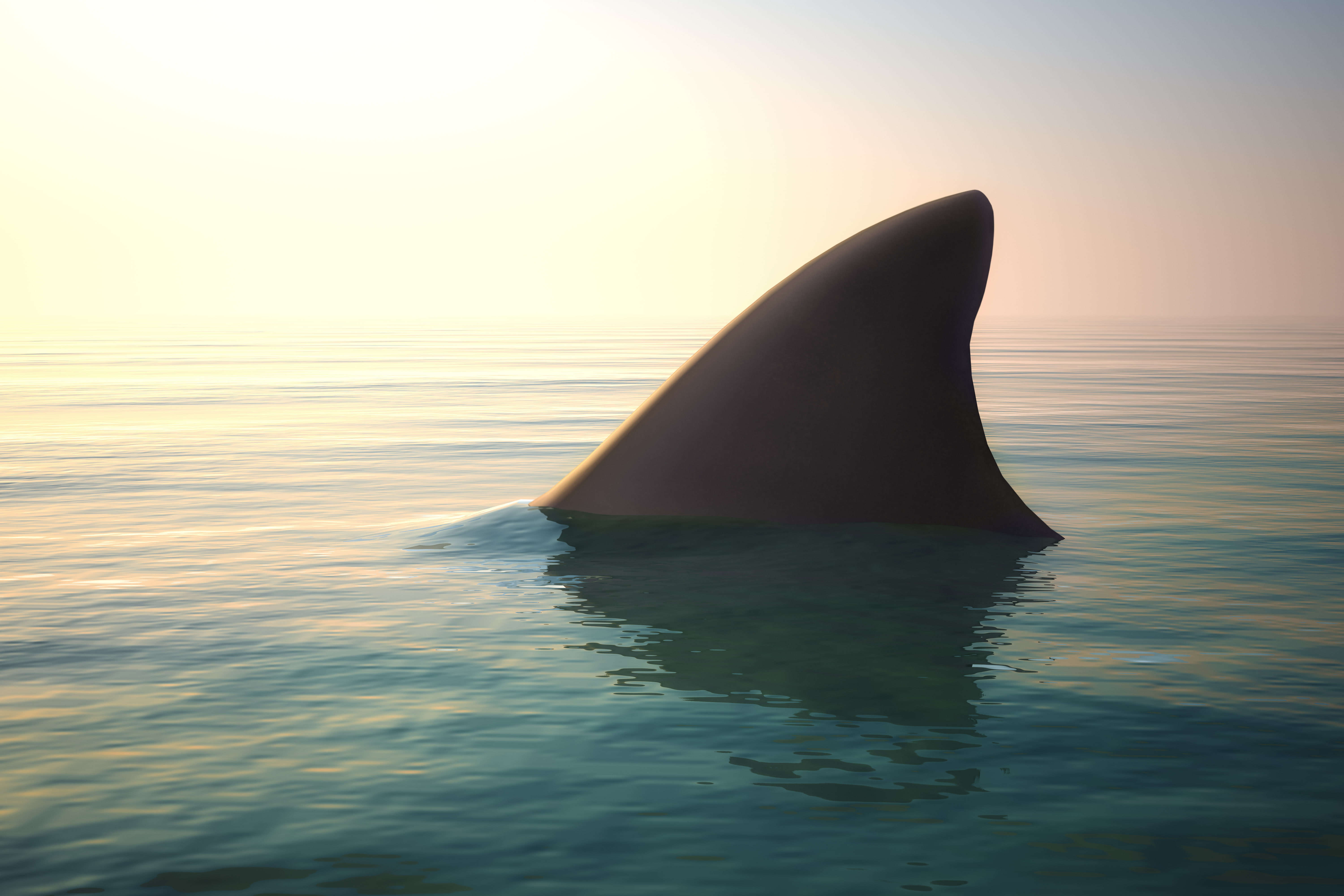 water, shark fin, 5K, ocean, HD Wallpaper