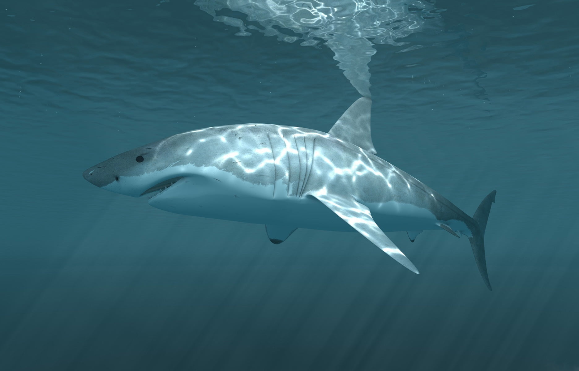 animal themes, fish, shark, bottle-nosed Dolphin, predator, water, sea Life, blue, white, sea, undersea, marine, large, great White Shark, pacific Ocean, HD Wallpaper