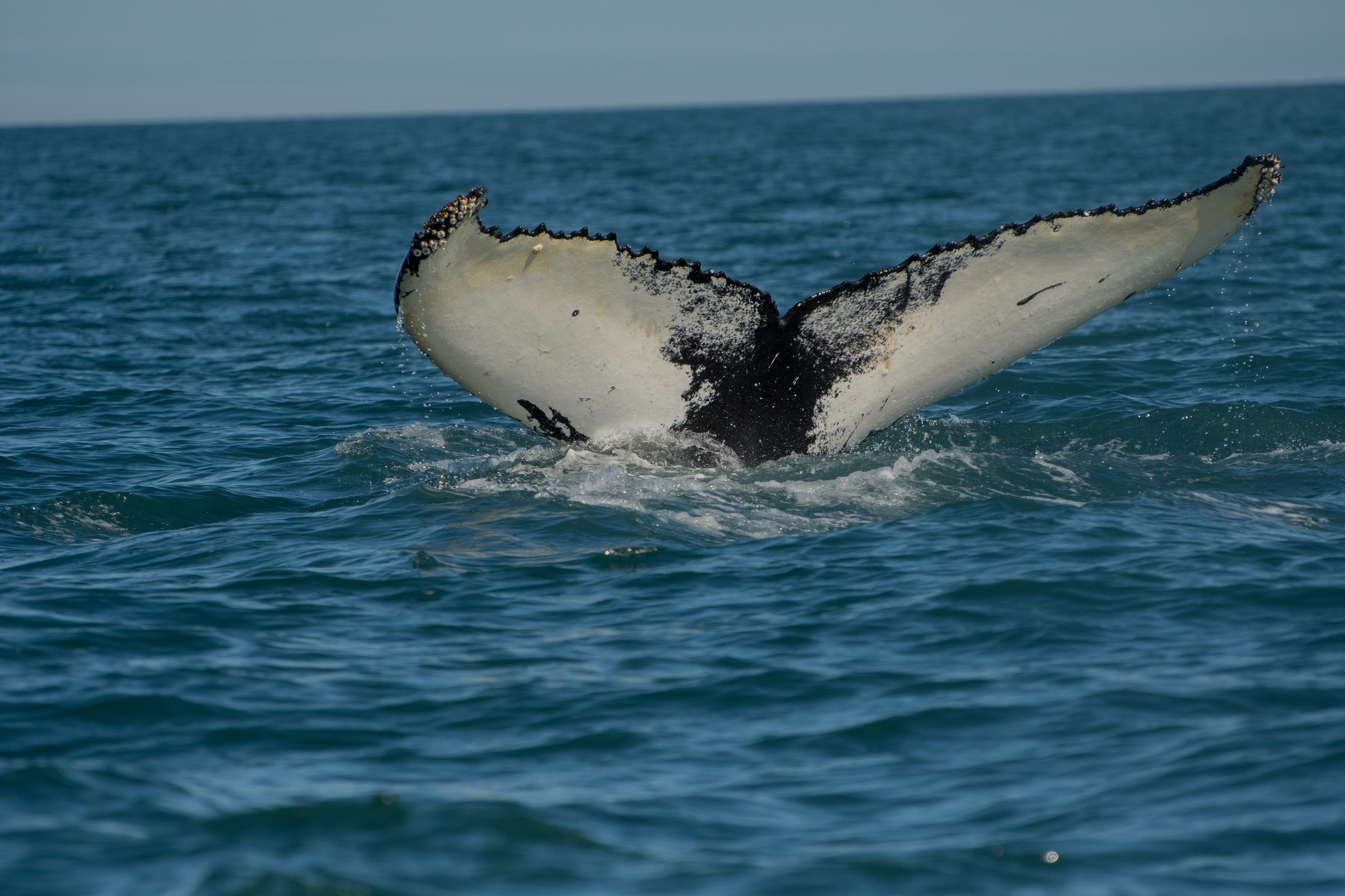 animal, bodies, horizon over water, sea life, whale, animal themes, dive, s, humpback whale, tail fin, sea, one animal, outdoors, horizon, marine, sky, HD Wallpaper