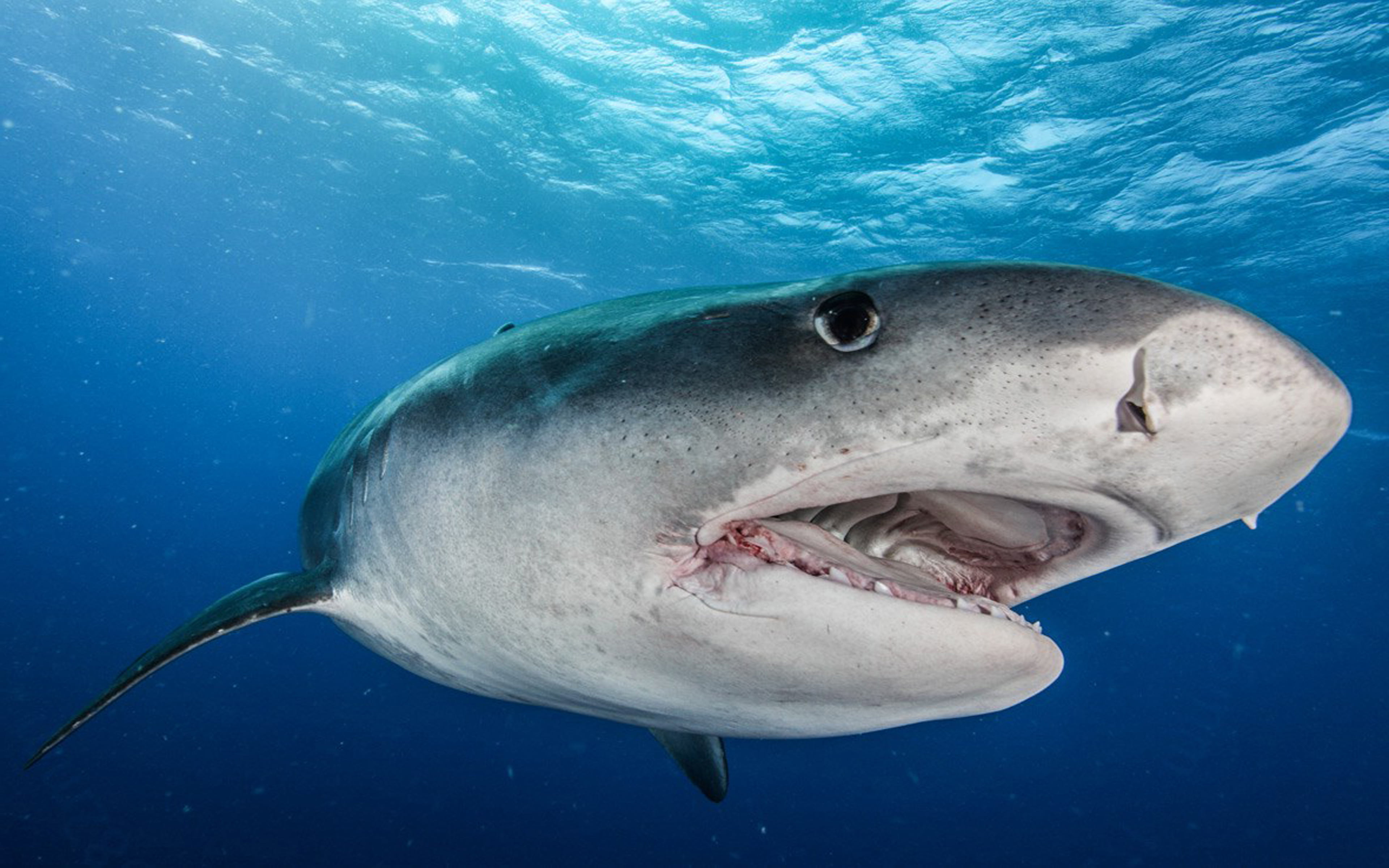 fin, large, fish, undersea, underwater diving, skill, one animal, animal head, prey, animal wildlife, nature, animal body part, teeth, locating, animal, HD Wallpaper