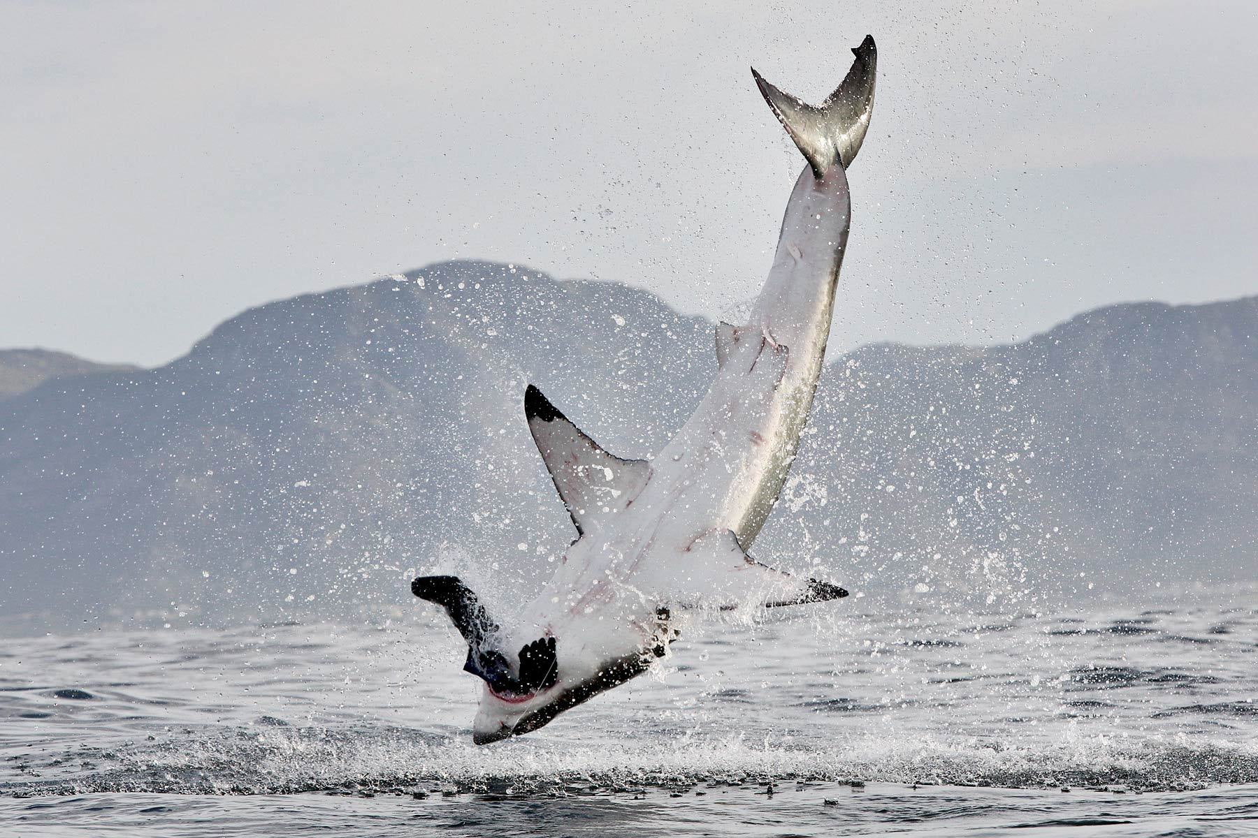 jump, mountains, fly, death, Great, Flight, sea, life, Motion, ocean, 720P, breach, Fins, shark, Hunt, fishes, Explosion, white, water, sealife, spray, HD Wallpaper