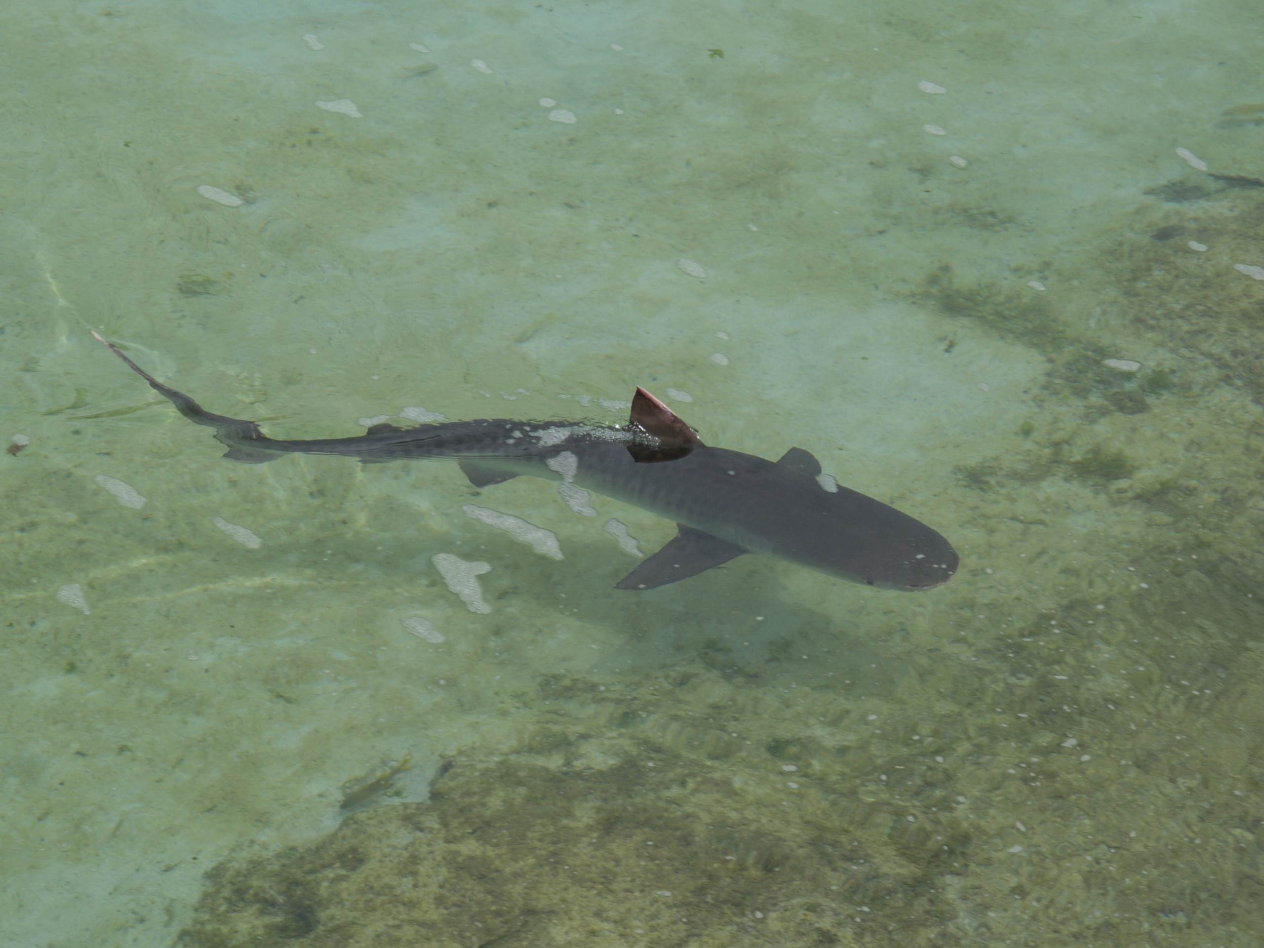 wildlife, swimming, nature, 2K, animal themes, reef shark, animals in the wild, caribbean sea, no people, animal, one animal, high angle view, sea life, HD Wallpaper