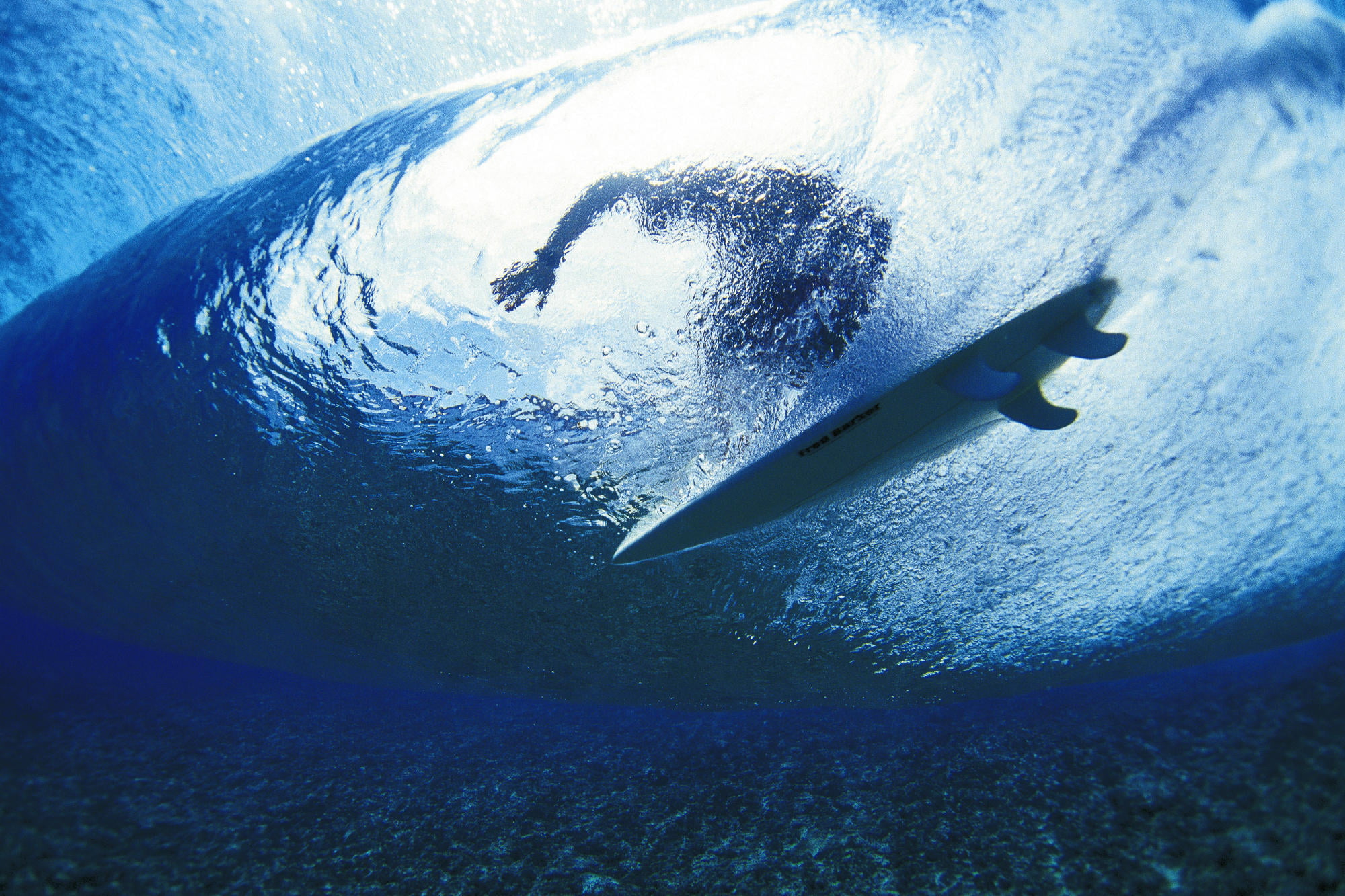 animal themes, swimming, surfing, marine, animal Fin, swimming Animal, white, wildlife, water, sport, no People, 1080P, nature, sea Life, surfboard, deep, HD Wallpaper