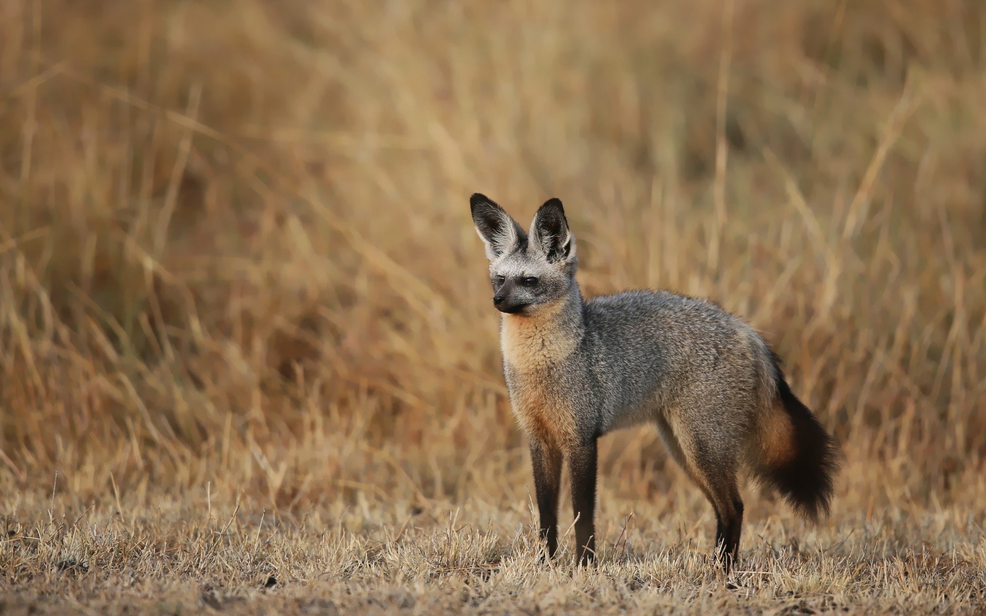Animal, 1080P, Bat-Eared Fox, HD Wallpaper