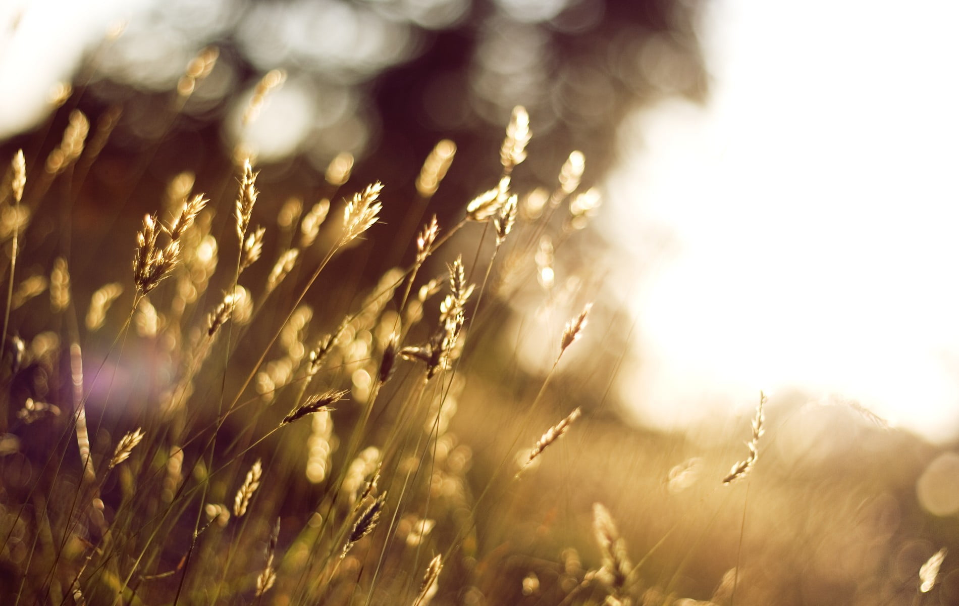 day, depth of field, outdoors, tranquility, agriculture, bright, crop, white, focus on foreground, close-up, textile, growth, nature, sunset, land, no people, HD Wallpaper