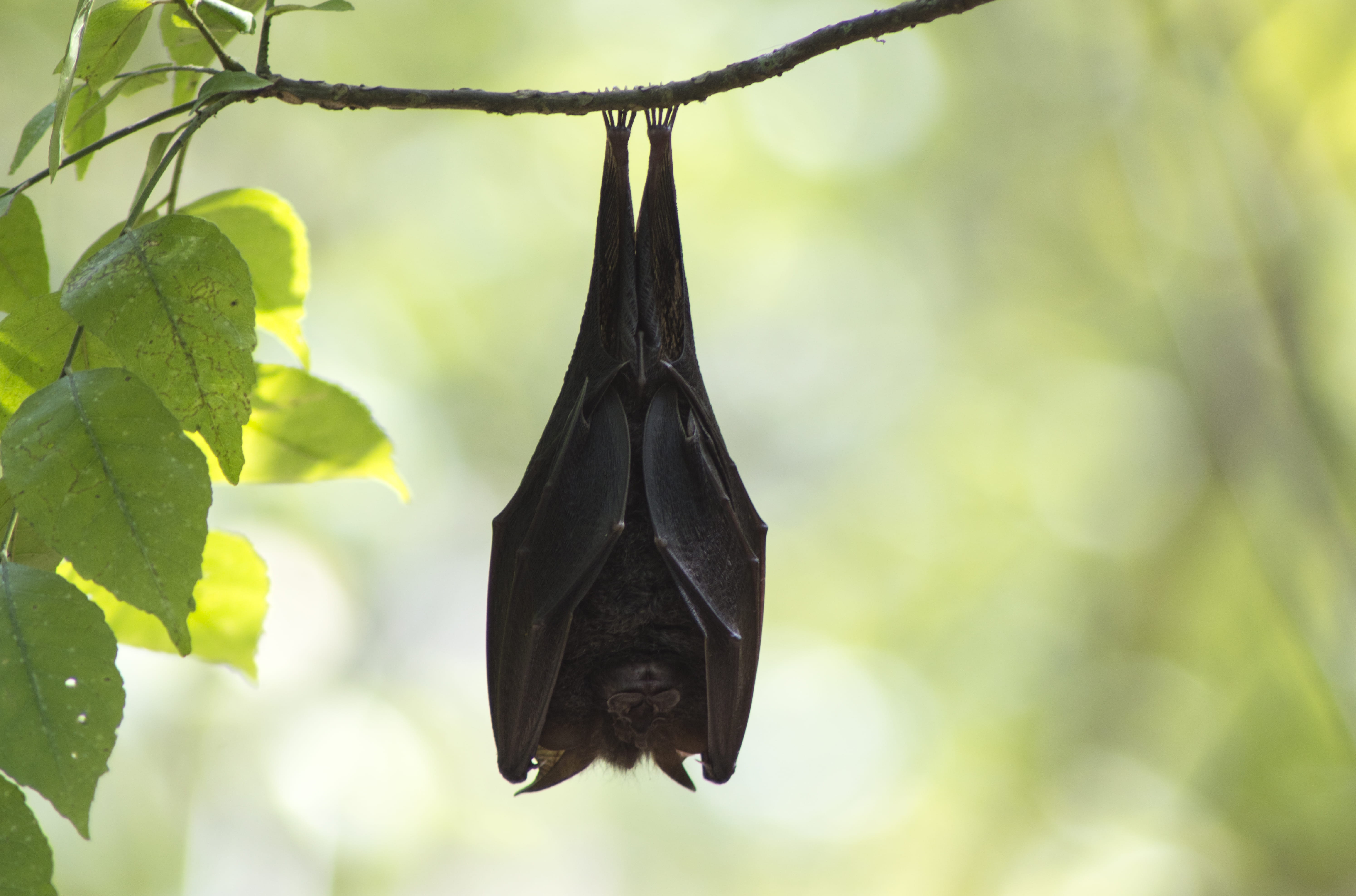 flying, forest, kerala, plant part, bat - animal, no people, animals in the wild, leaves, bird, growth, animal, 5K, plant, vertebrate, one animal, photography, HD Wallpaper