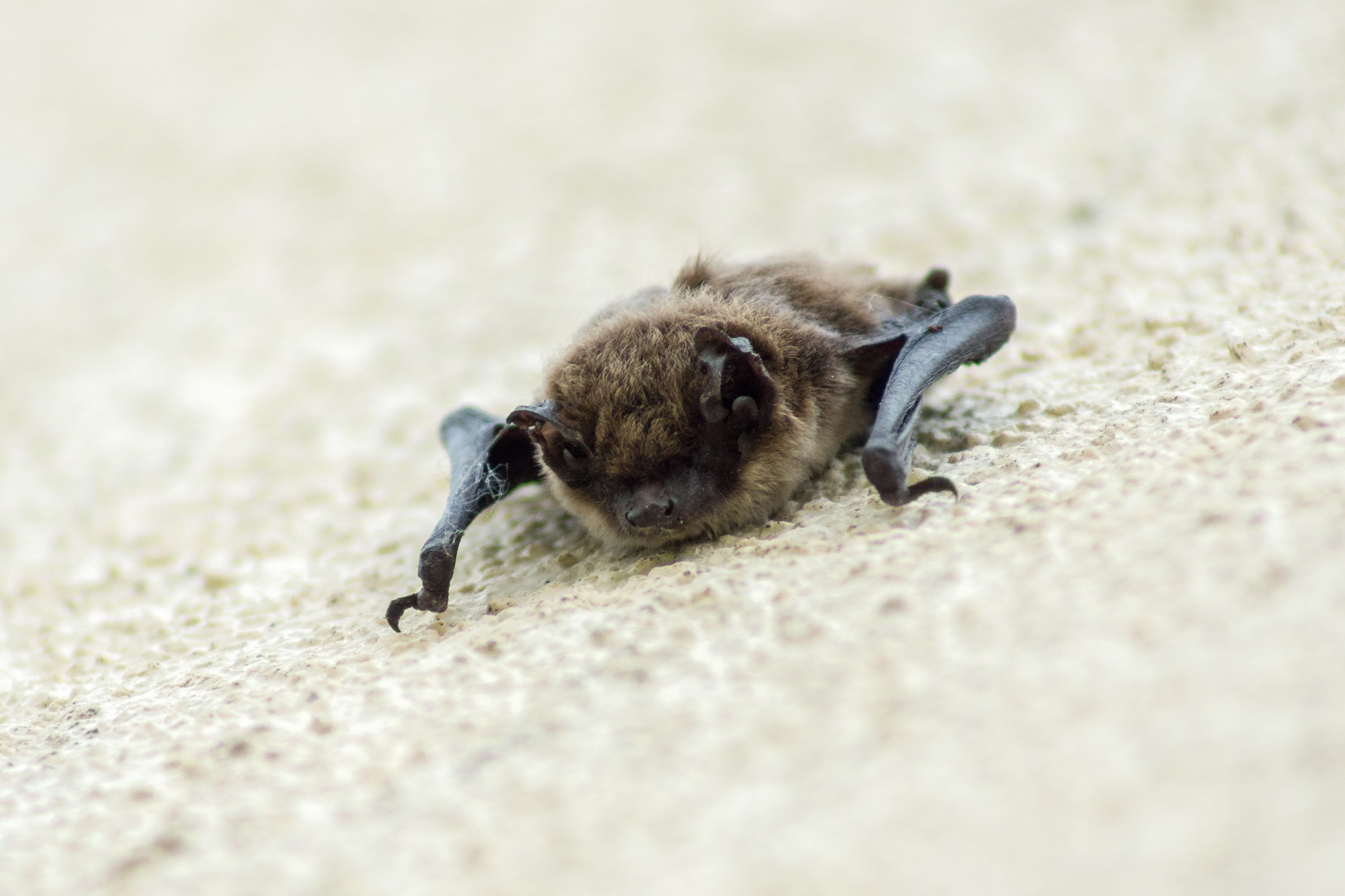 sand, one animal, animal, young animal, vampire, nocturnal, close-up, land, selective focus, rodent, bat, animal wildlife, beach, animals in the wild, portrait, HD Wallpaper