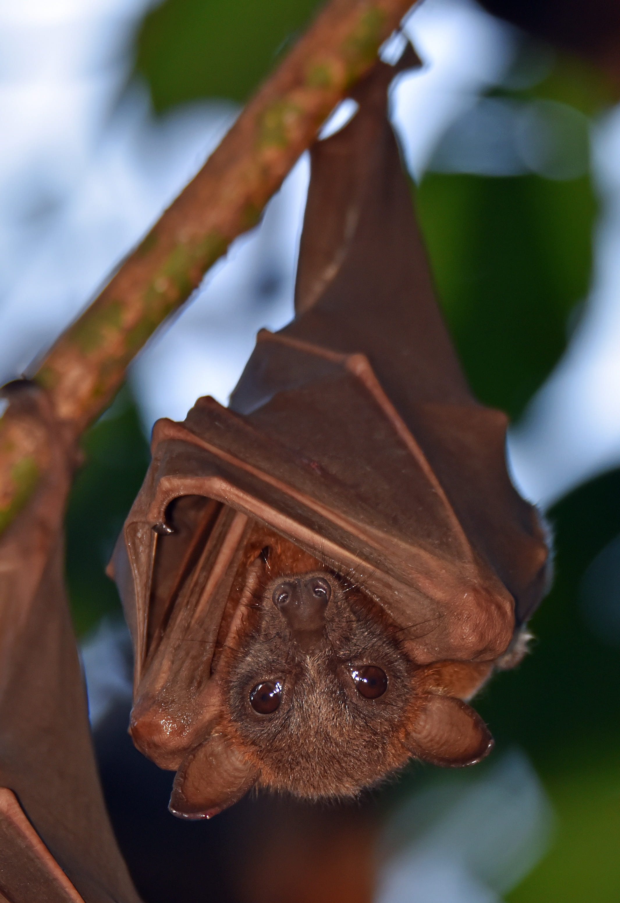 animal themes, one animal, no people, australian animal, cairns, hanging, outdoors, bat portrait, animal wildlife, david clode, bat, australia, tree, bat - animal, Phone HD Wallpaper